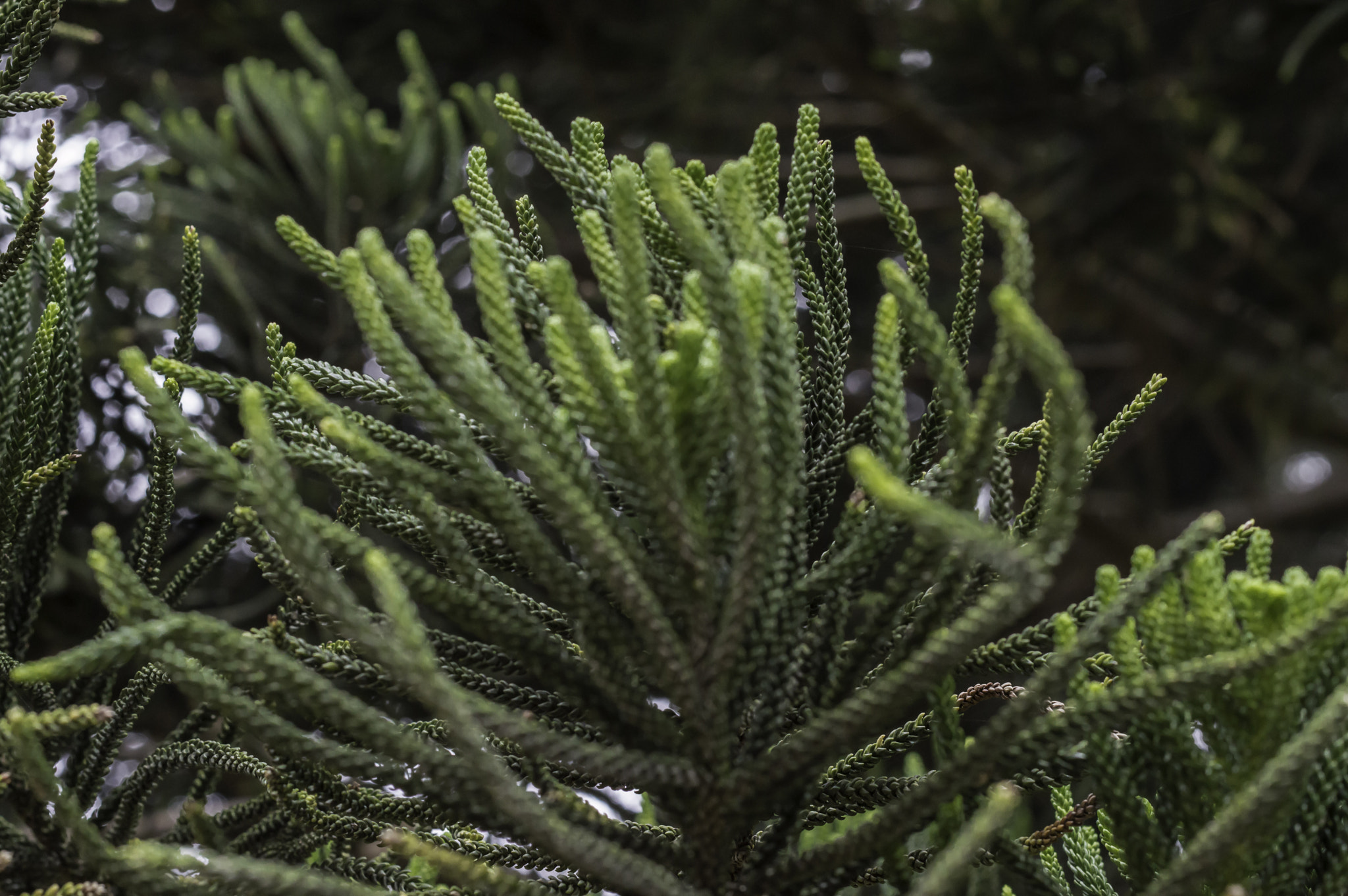 ZEISS Milvus 50mm F2 Macro sample photo. Treeleaves photography