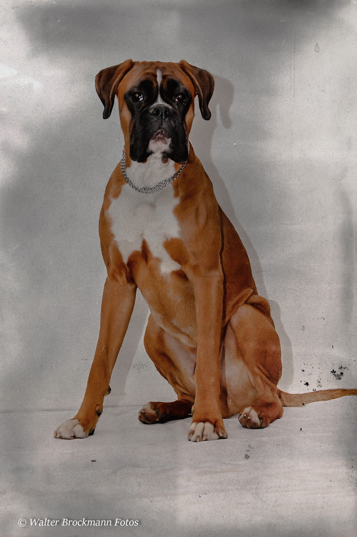 Sigma 17-50mm F2.8 EX DC OS HSM sample photo. Boxer/dog/hund photography
