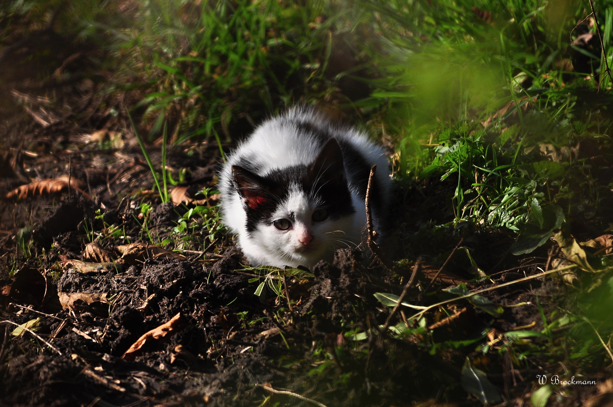 Sigma 150-500mm F5-6.3 DG OS HSM sample photo. Katze/cat photography