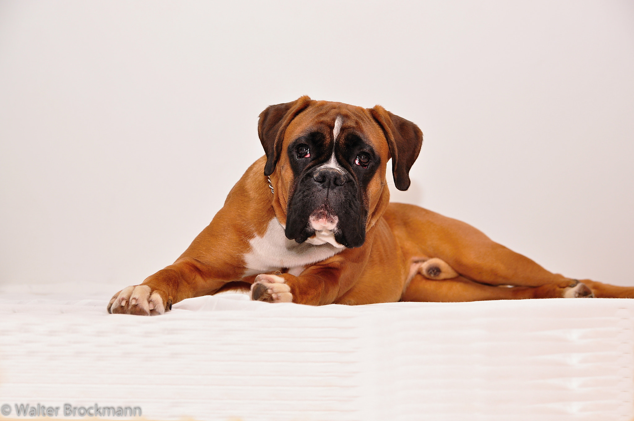 Sigma 17-50mm F2.8 EX DC OS HSM sample photo. Dog/hund photography