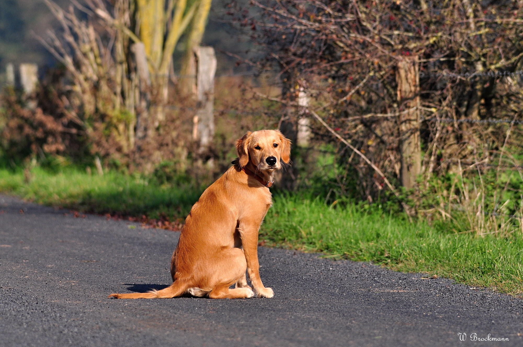 Sigma 150-500mm F5-6.3 DG OS HSM sample photo. Dog/hund photography