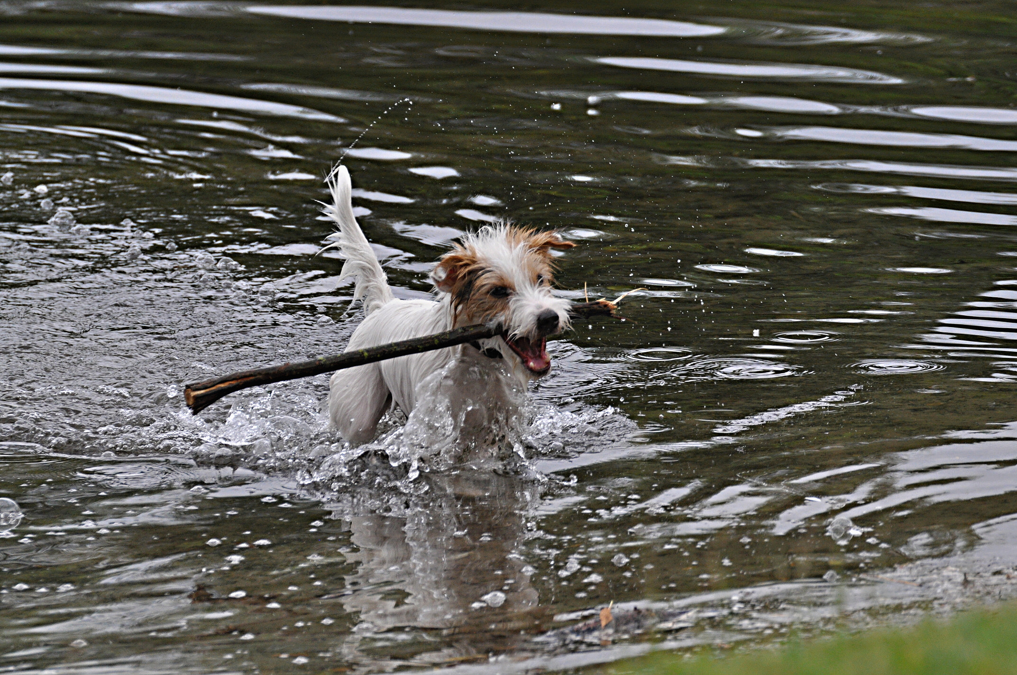 Nikon D5000 sample photo. Hund/dog (terrier) photography