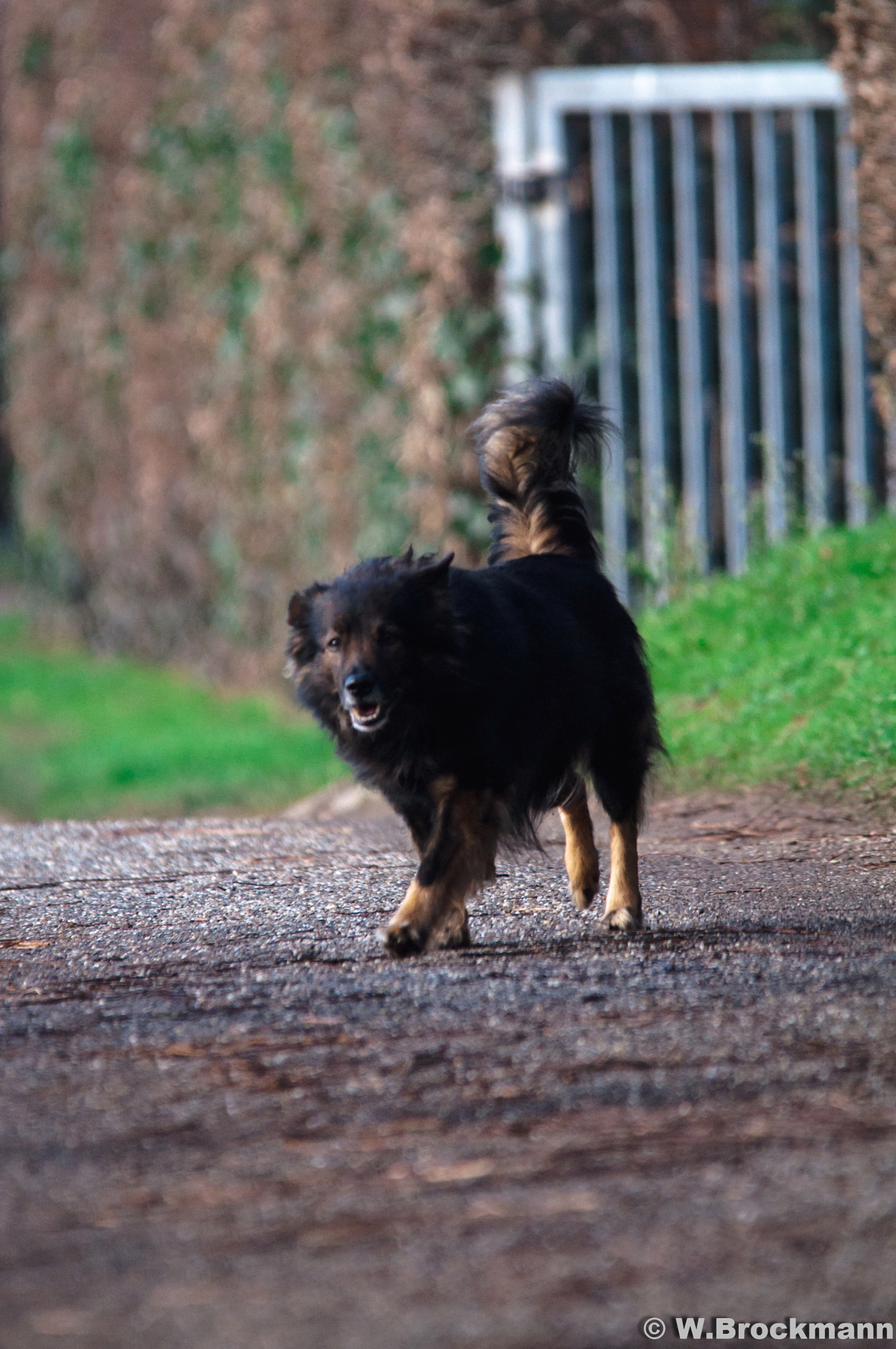 Sigma 150-500mm F5-6.3 DG OS HSM sample photo. Hund/dog photography