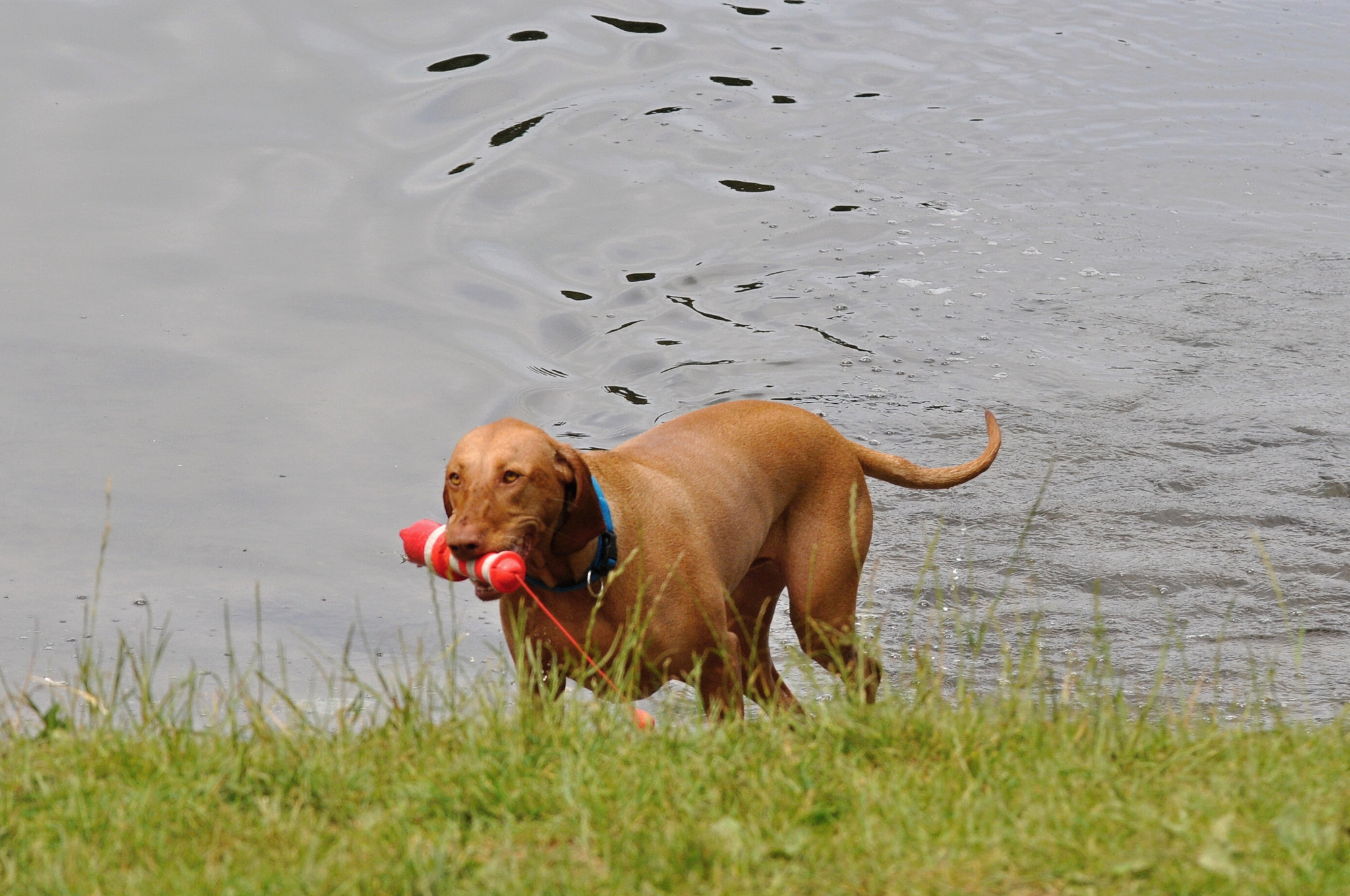 Nikon D5000 sample photo. Hund/dog (rodesien ritchback) photography