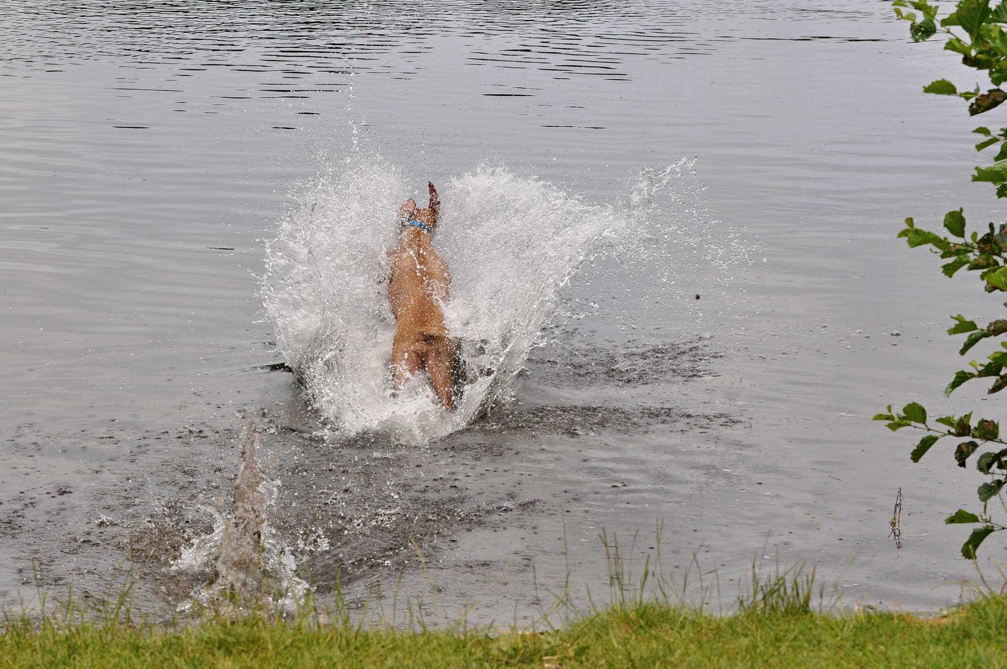 Nikon D5000 sample photo. Hund/dog (rodesien ritchback) photography