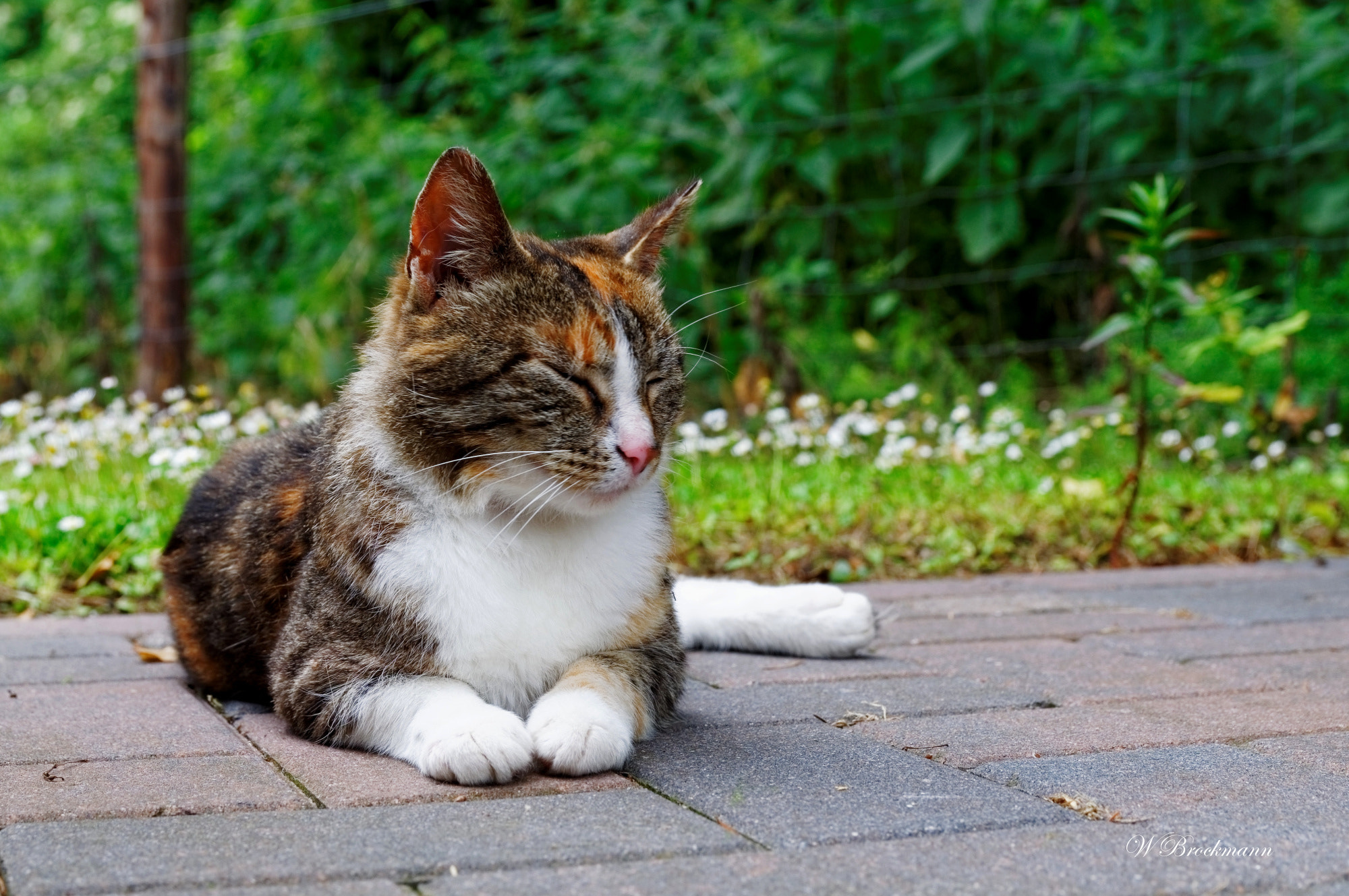 Sigma 17-50mm F2.8 EX DC OS HSM sample photo. Katze/cat photography