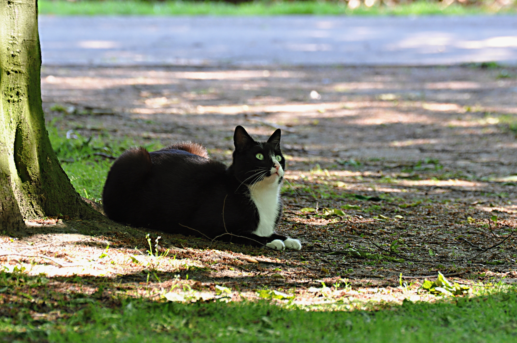 Nikon D5000 sample photo. Katze/cat photography