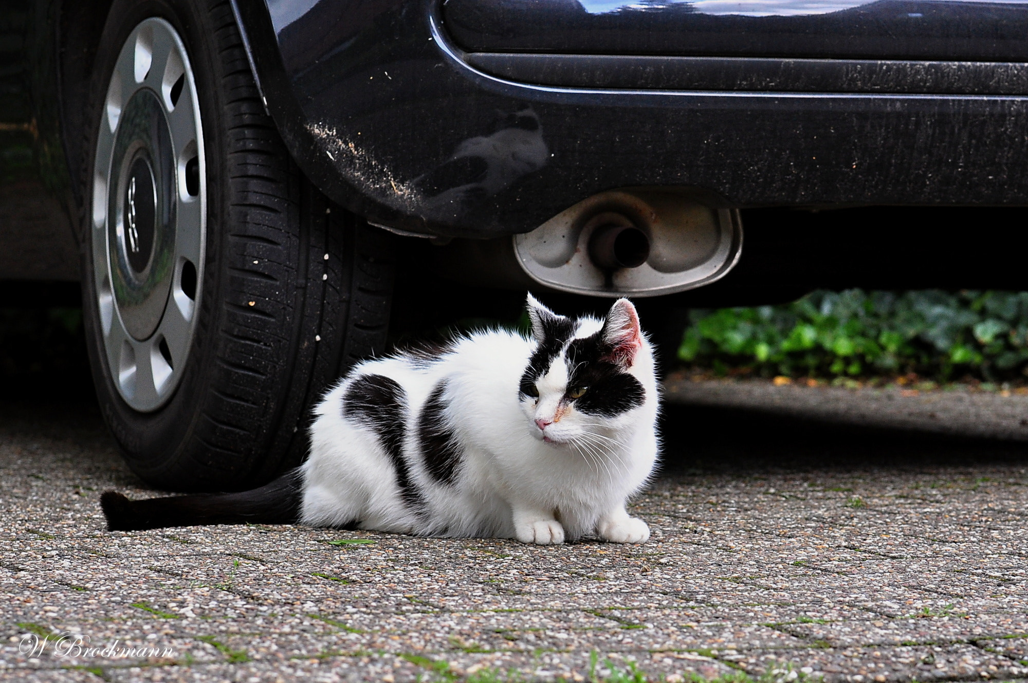 Nikon D5000 sample photo. Katze/cat photography