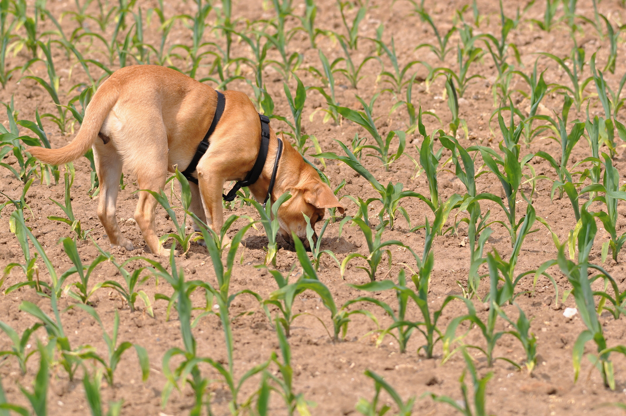 Sigma 150-500mm F5-6.3 DG OS HSM sample photo. Hund/dog (mops) photography