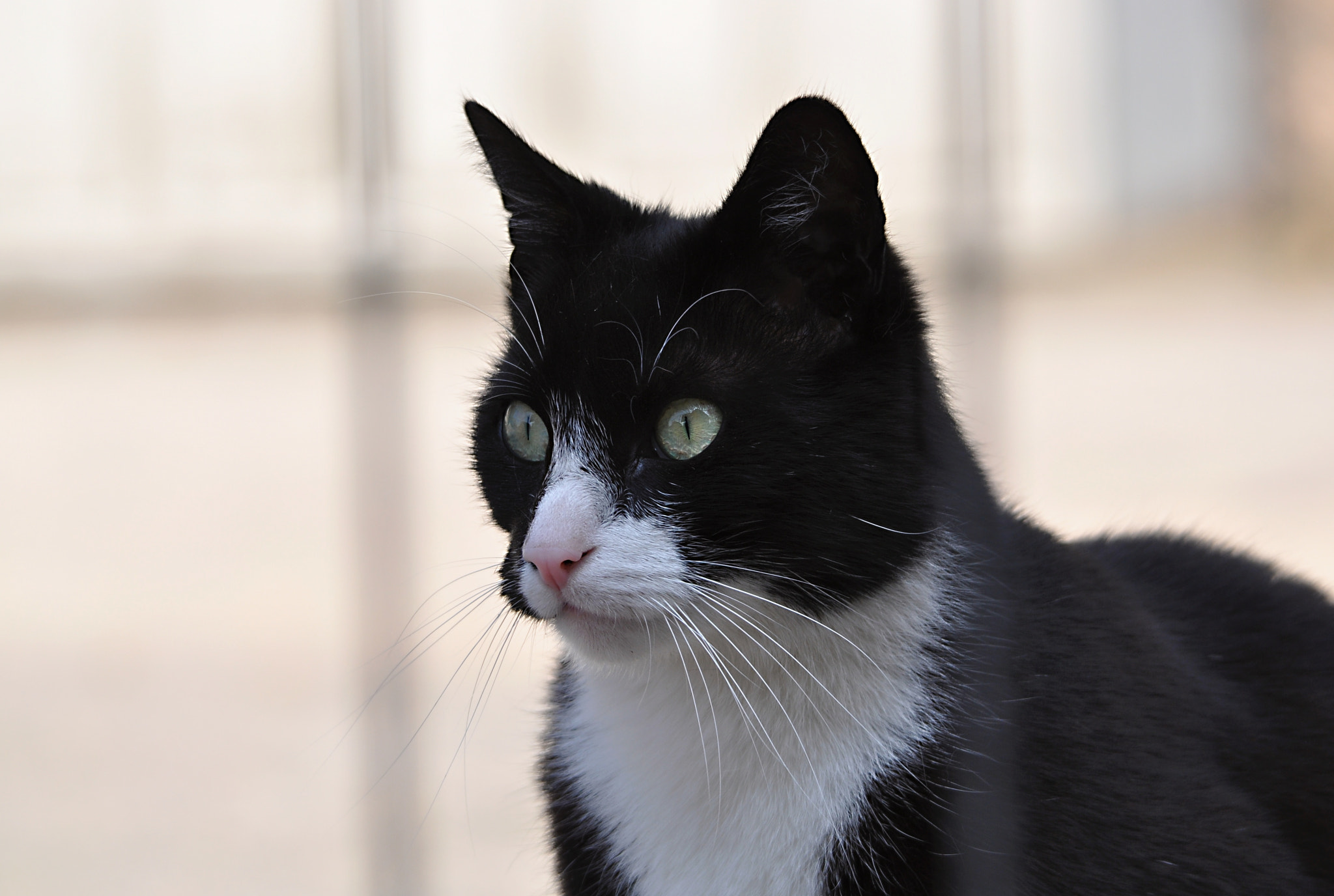 Sigma 150-500mm F5-6.3 DG OS HSM sample photo. Katze/cat photography