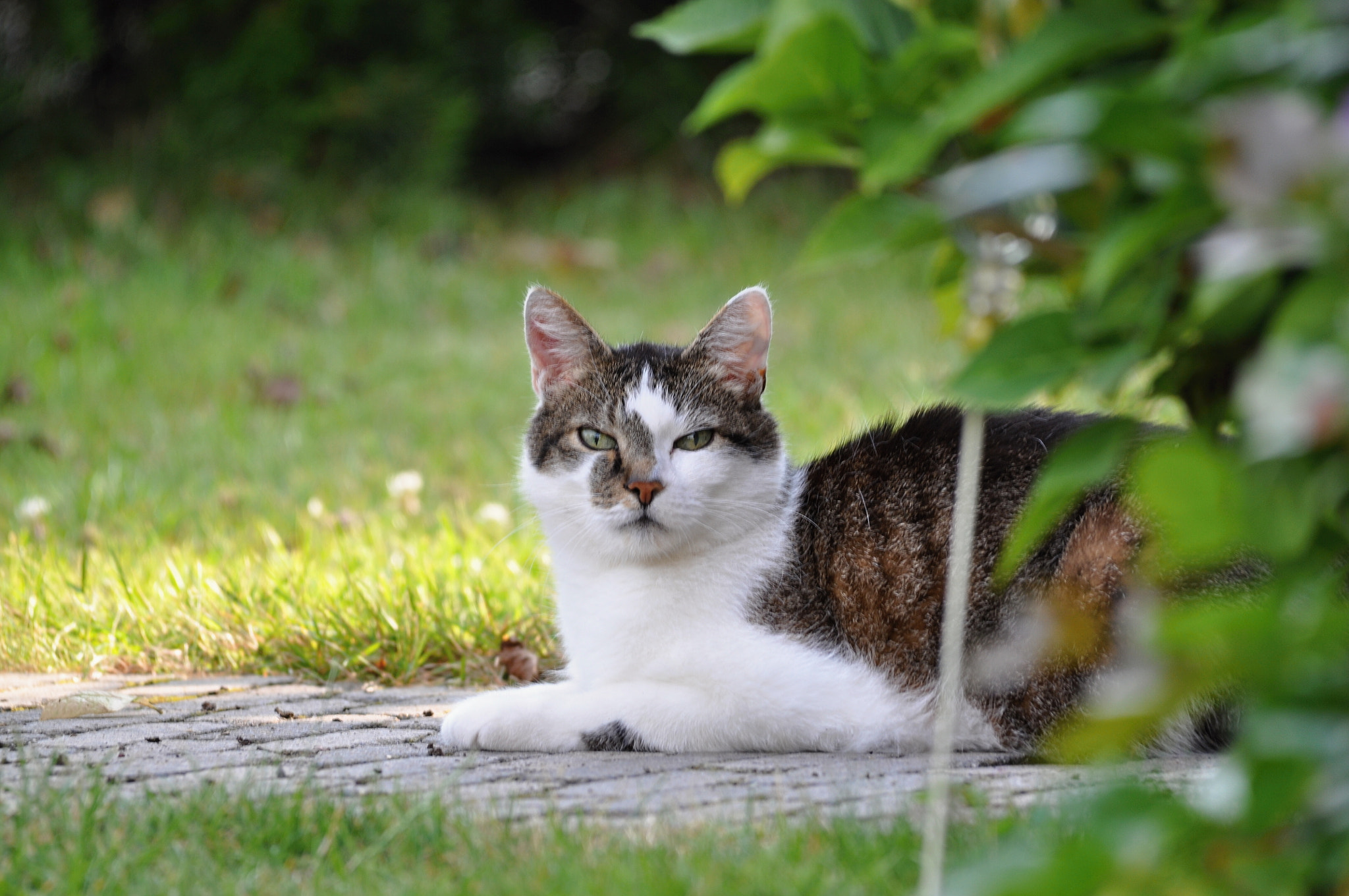 Sigma 150-500mm F5-6.3 DG OS HSM sample photo. Katze/cat photography