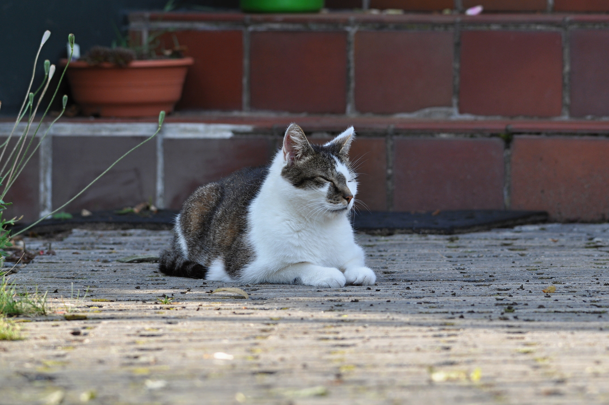 Sigma 150-500mm F5-6.3 DG OS HSM sample photo. Katze/cat photography