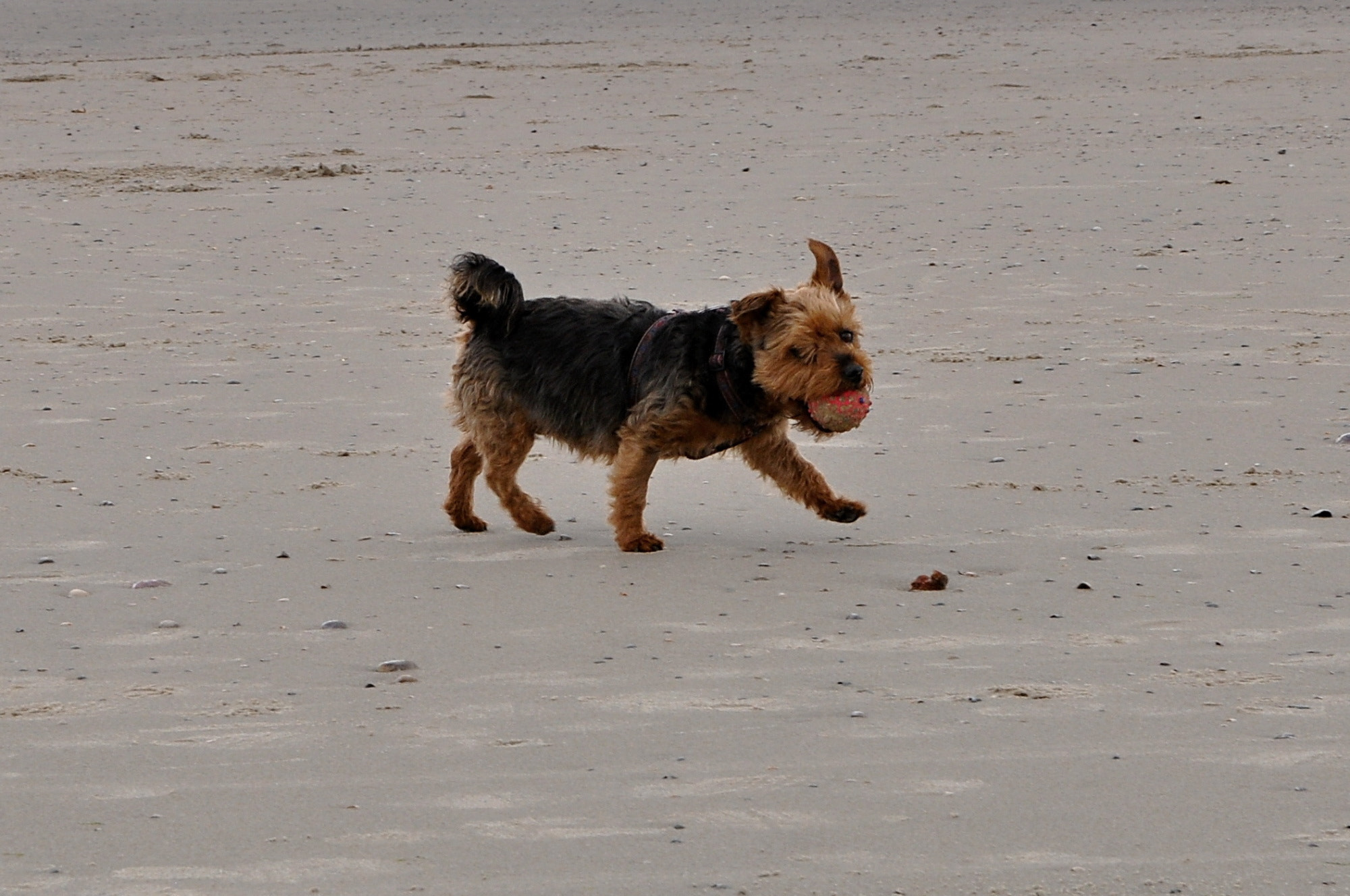 Sigma 17-50mm F2.8 EX DC OS HSM sample photo. Hund/dog (yorkshir terrier) photography