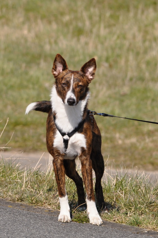 Sigma 150-500mm F5-6.3 DG OS HSM sample photo. Hund/dog photography