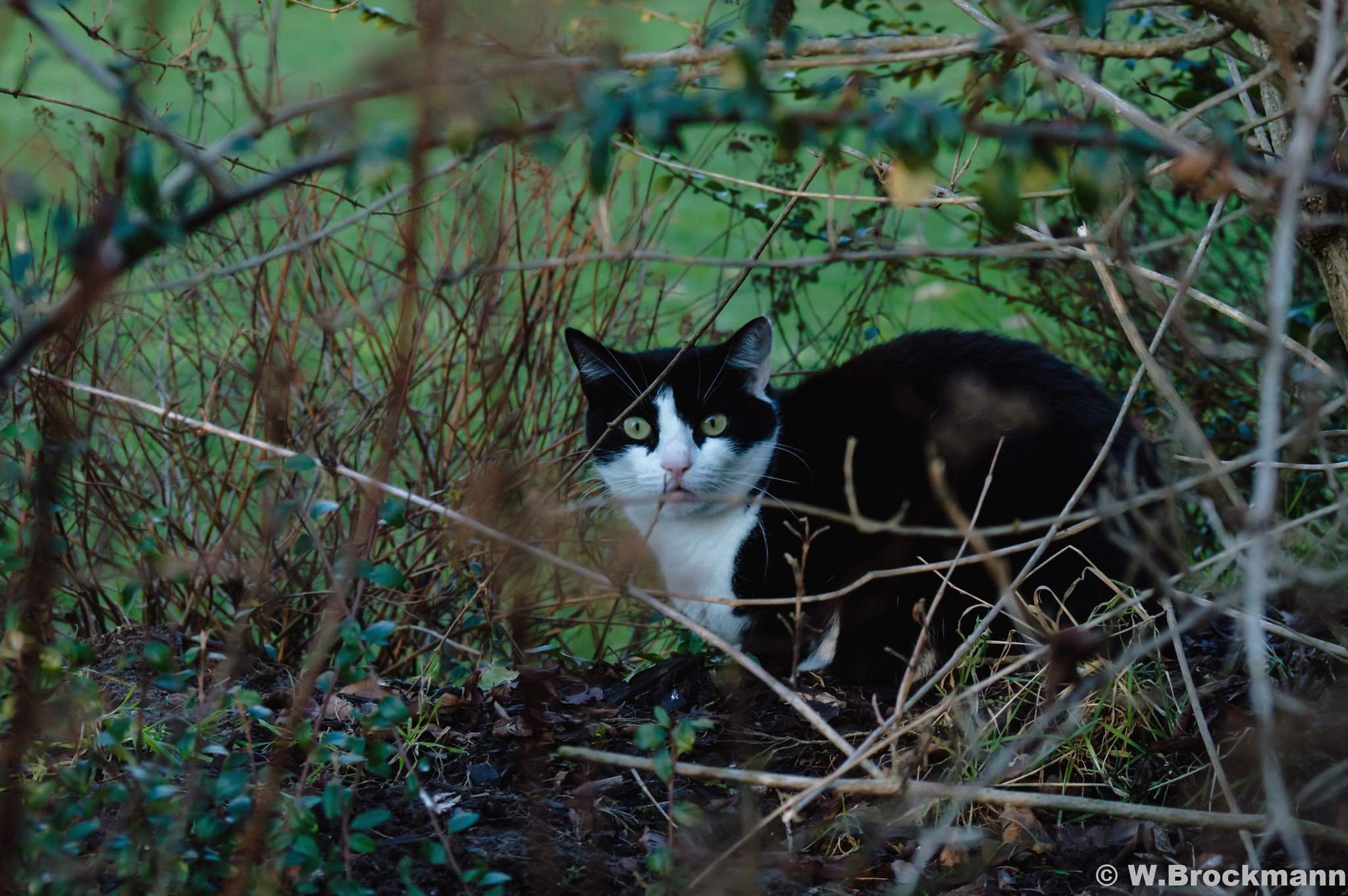 AF Zoom-Nikkor 28-80mm f/3.3-5.6G sample photo. Katze/cat photography