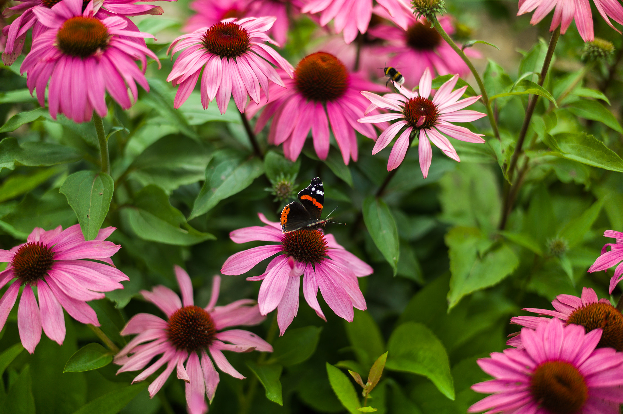 Elmarit-M 28mm f/2.8 (IV) sample photo. Lunchtime photography