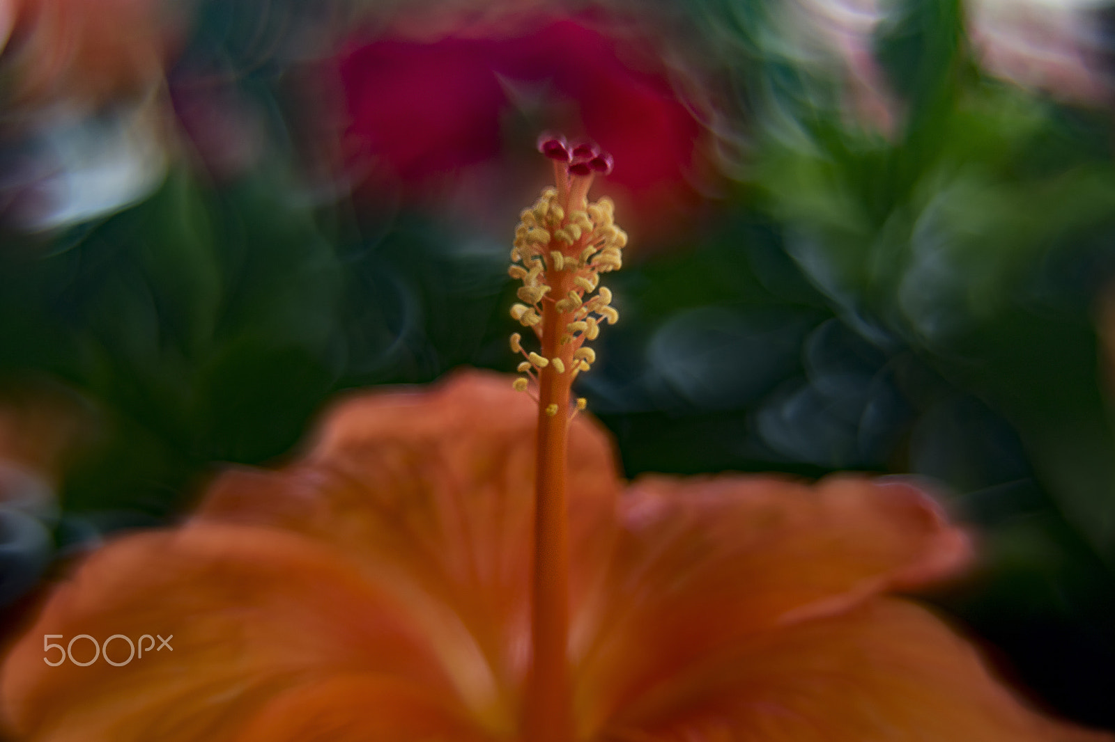 Canon EF 35-80mm f/4-5.6 sample photo. Helioscus photography
