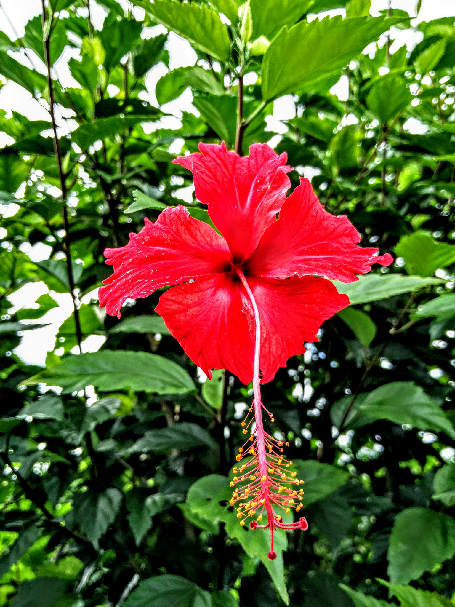 OnePlus ONE A2005 sample photo. Close up of a red flower.  photography