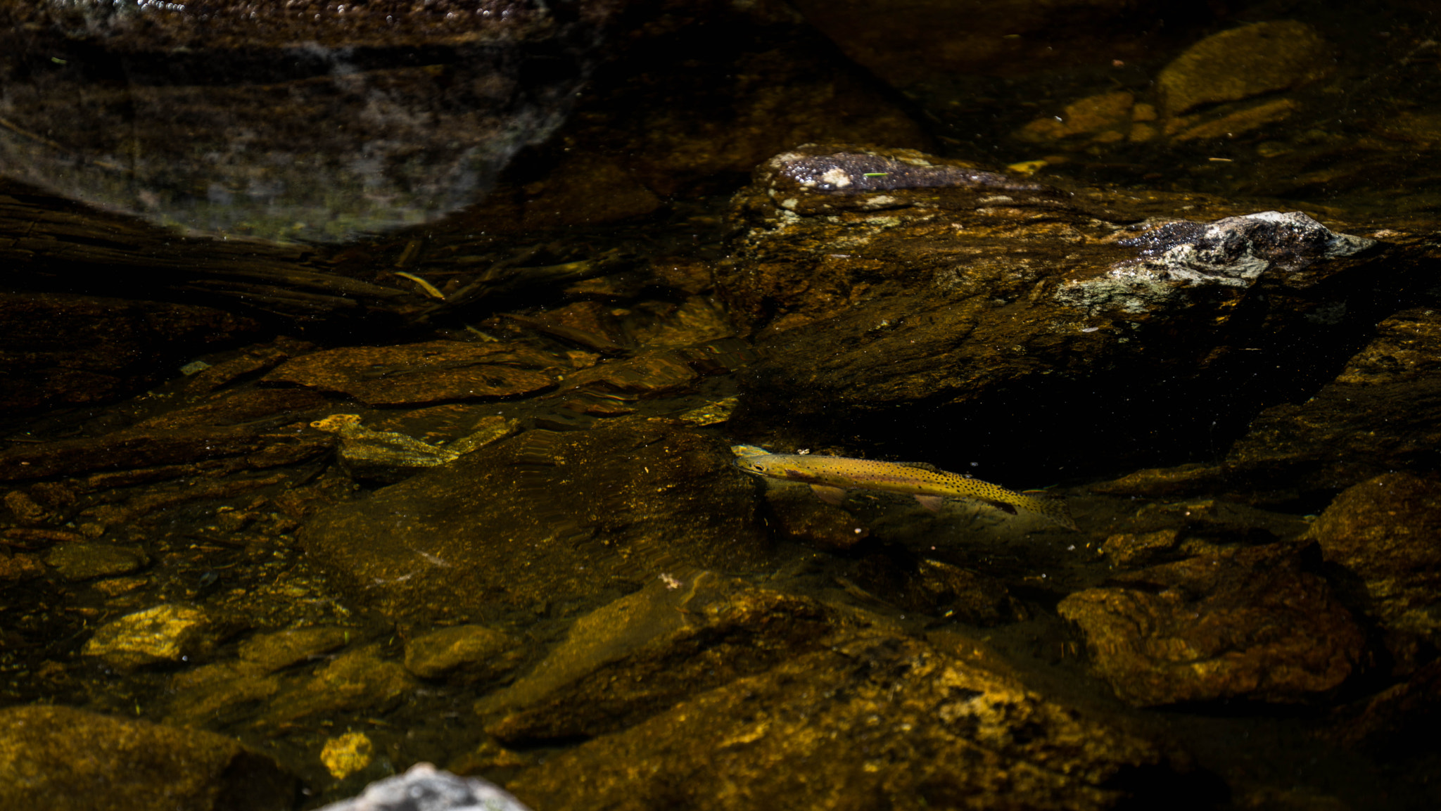 Sony FE 70-300mm F4.5-5.6 G OSS sample photo. Dream lake trout photography