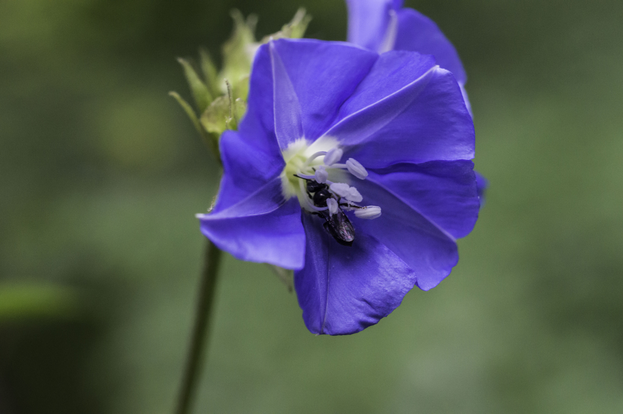 Nikon D3200 + ZEISS Milvus 50mm F2 Macro sample photo. Blueflower photography
