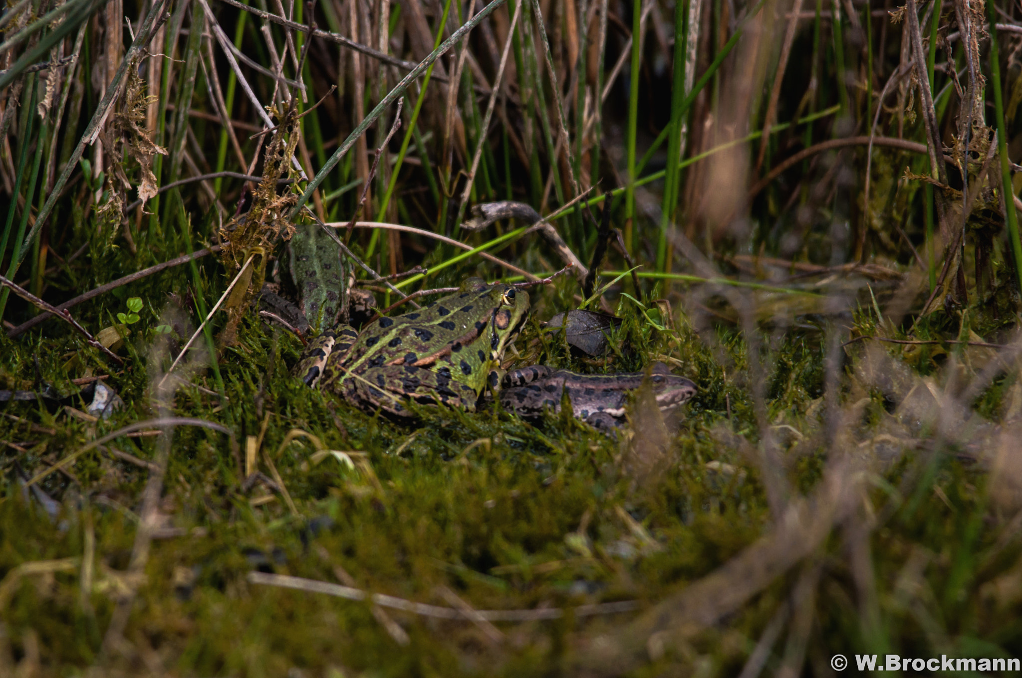 Sigma 150-500mm F5-6.3 DG OS HSM sample photo. Frosch photography
