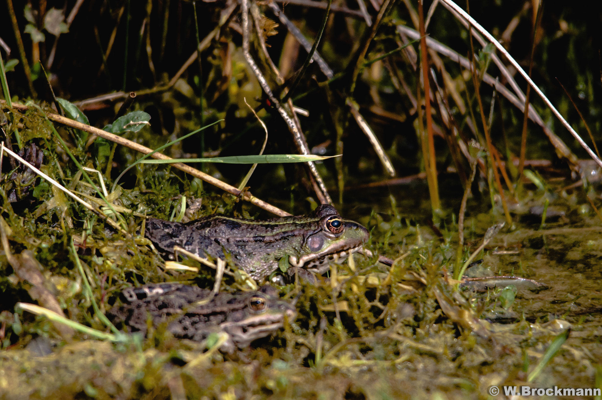 Sigma 150-500mm F5-6.3 DG OS HSM sample photo. Frosch photography