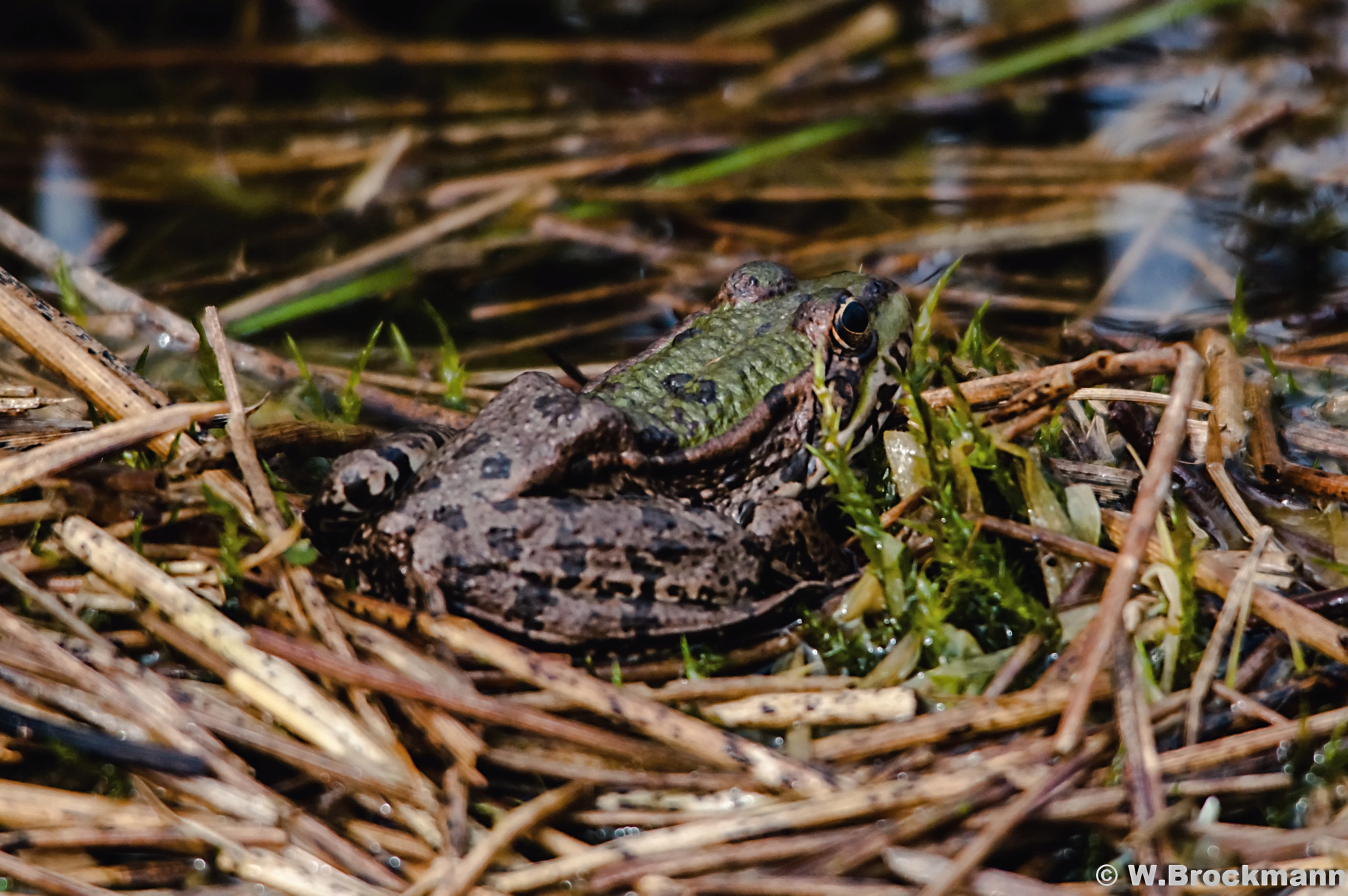 Sigma 150-500mm F5-6.3 DG OS HSM sample photo. Frosch photography