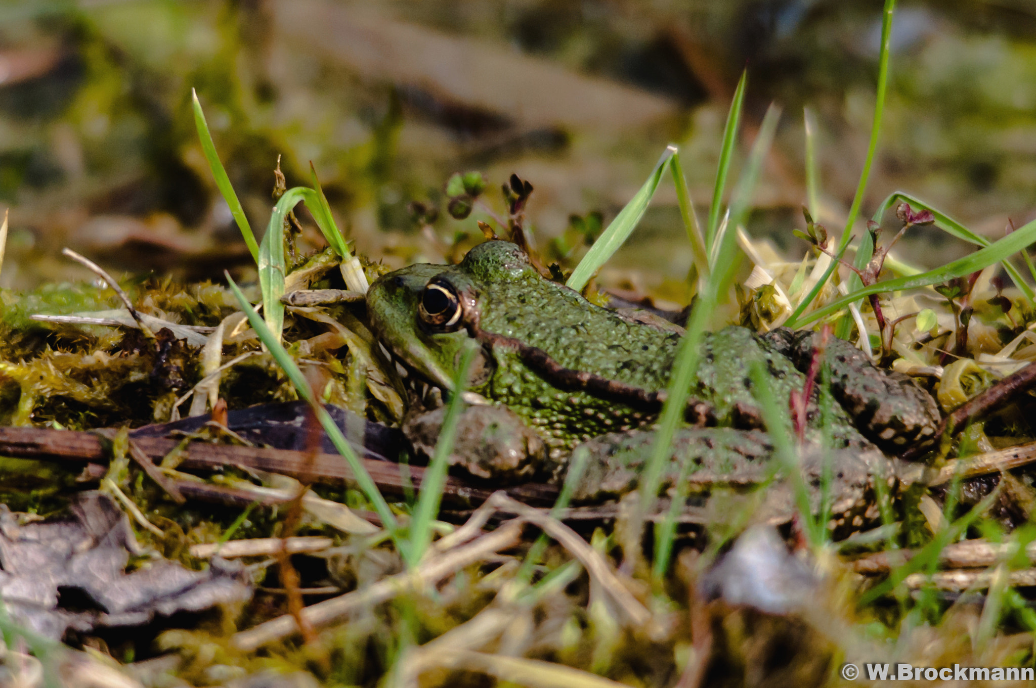 Sigma 150-500mm F5-6.3 DG OS HSM sample photo. Frosch photography
