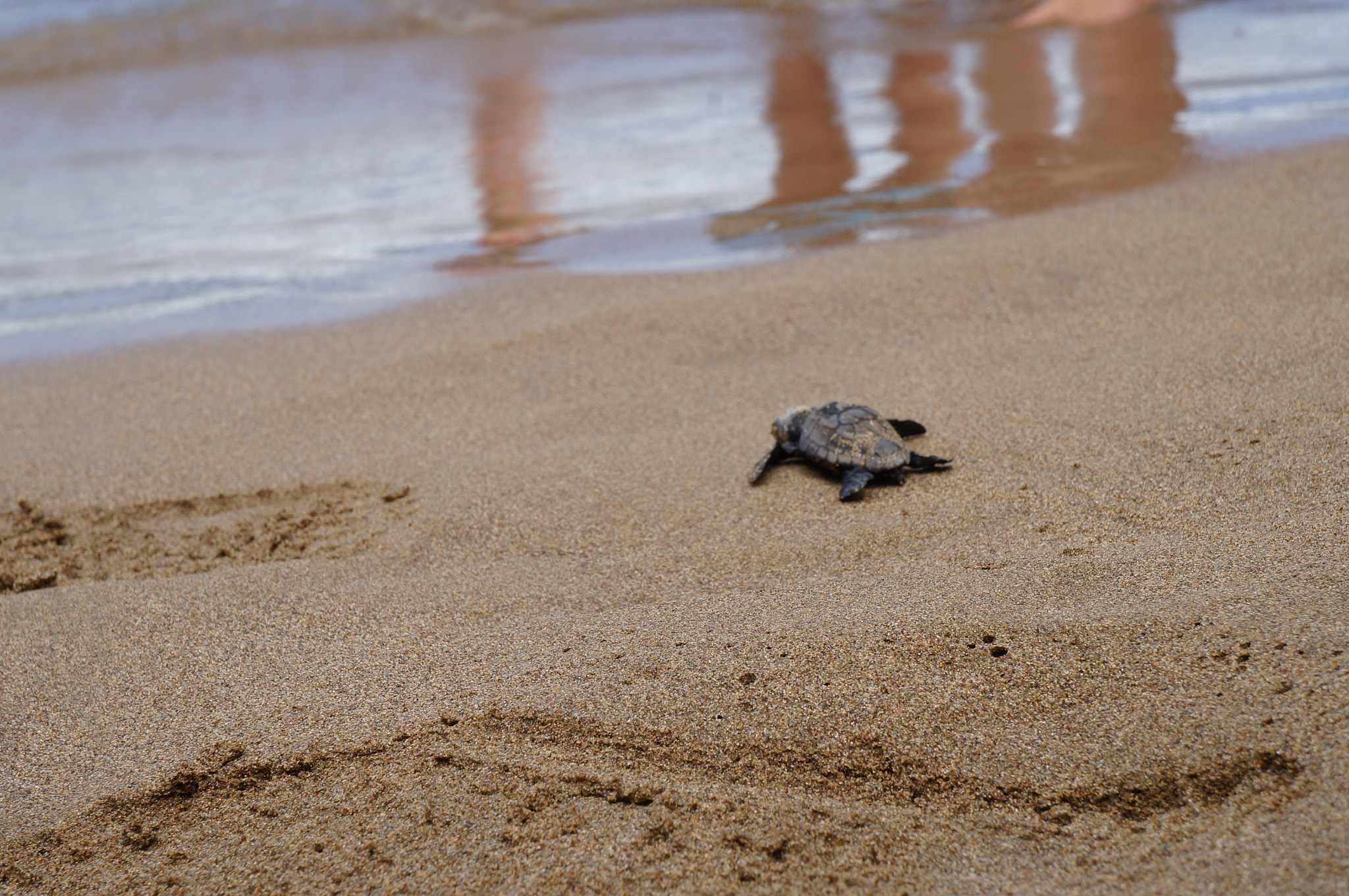 Sony FE 28-70mm F3.5-5.6 OSS sample photo. Baby greenback turtle photography
