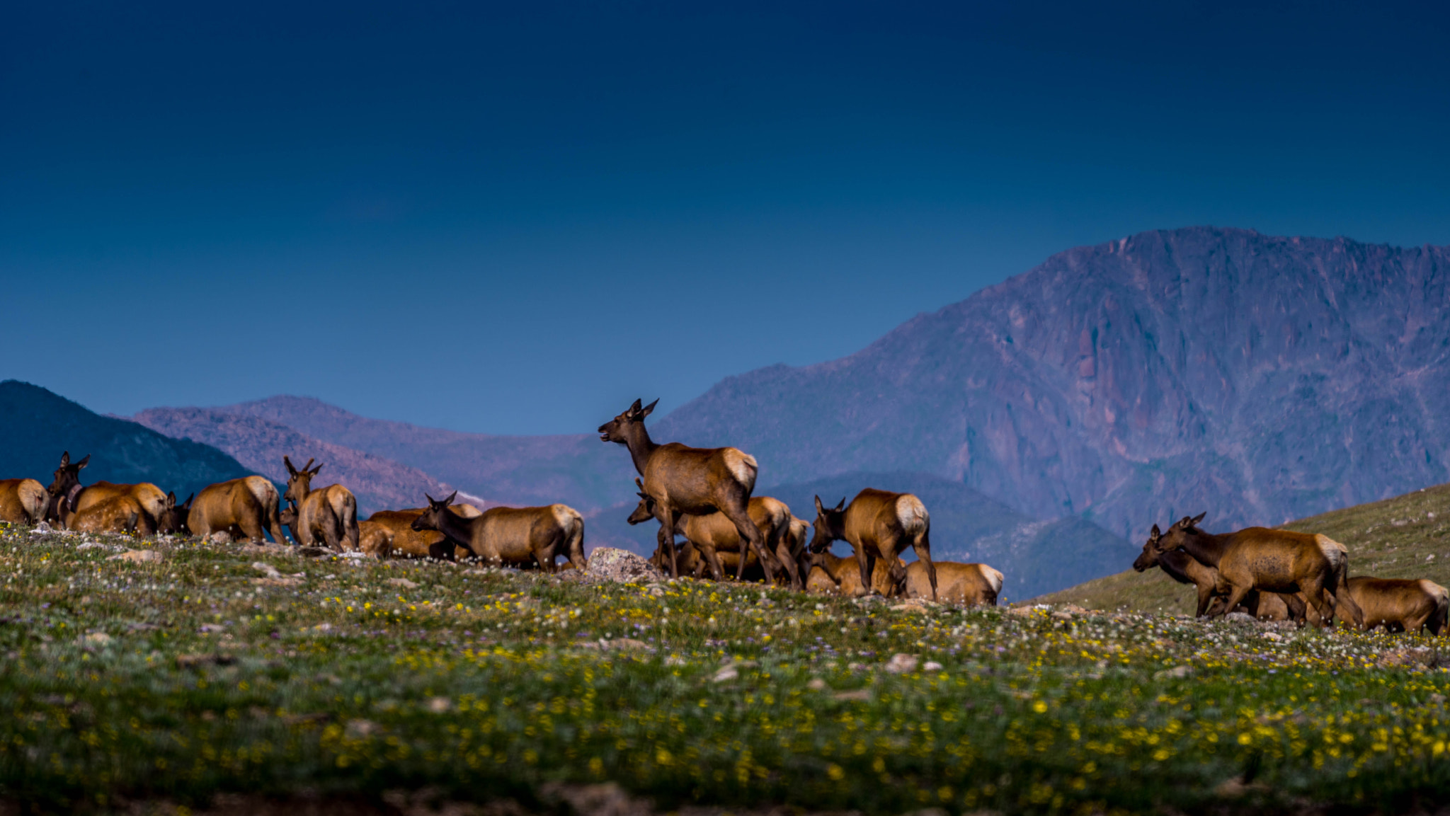Sony FE 70-300mm F4.5-5.6 G OSS sample photo. Elk photography