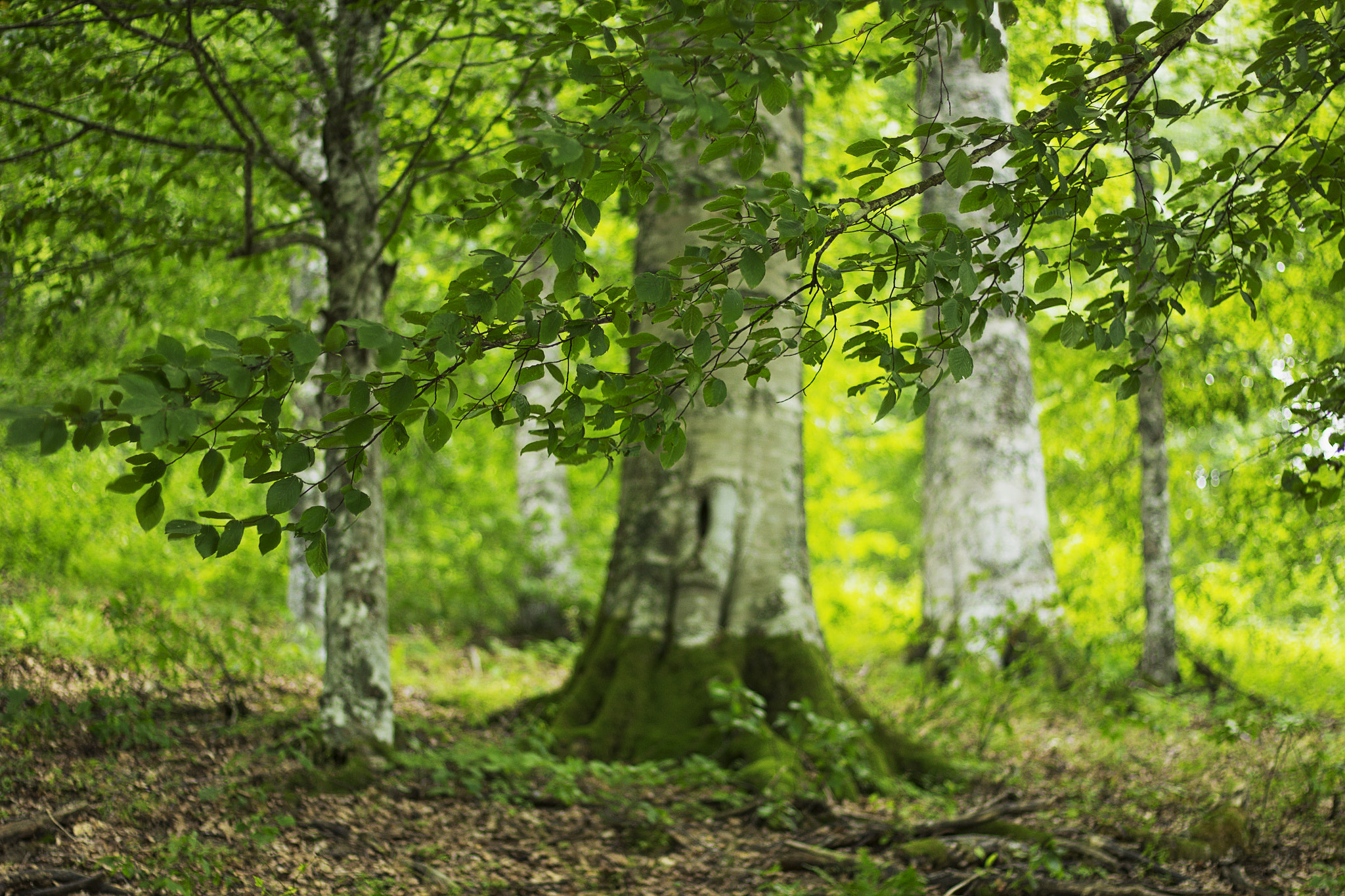 Canon EOS 60D + Canon EF 50mm F1.8 II sample photo. In forest photography