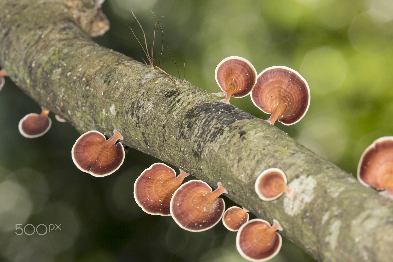 Canon EF 180mm F3.5L Macro USM sample photo. Mushrooms photography