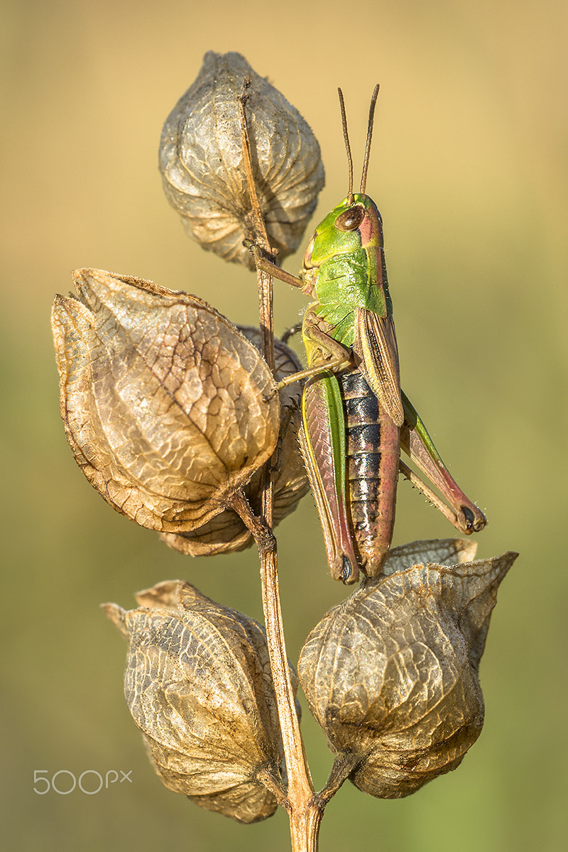 Sigma 150mm F2.8 EX DG OS Macro HSM sample photo. Meadow grasshopper photography