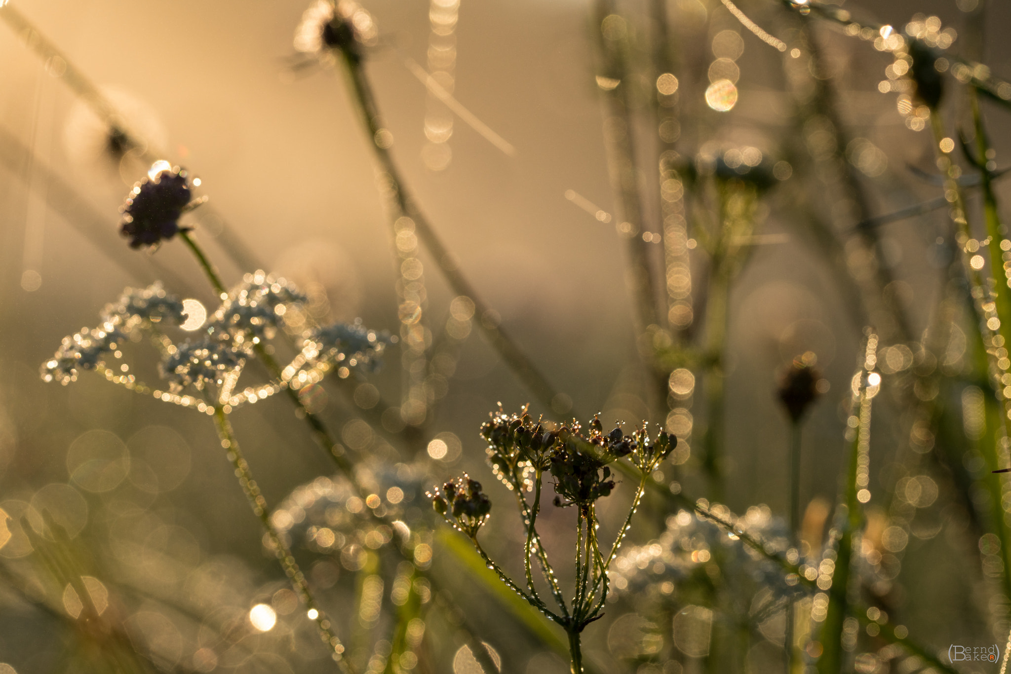 Sony a7R II + 90mm F2.8 Macro SSM sample photo. Morgentau photography