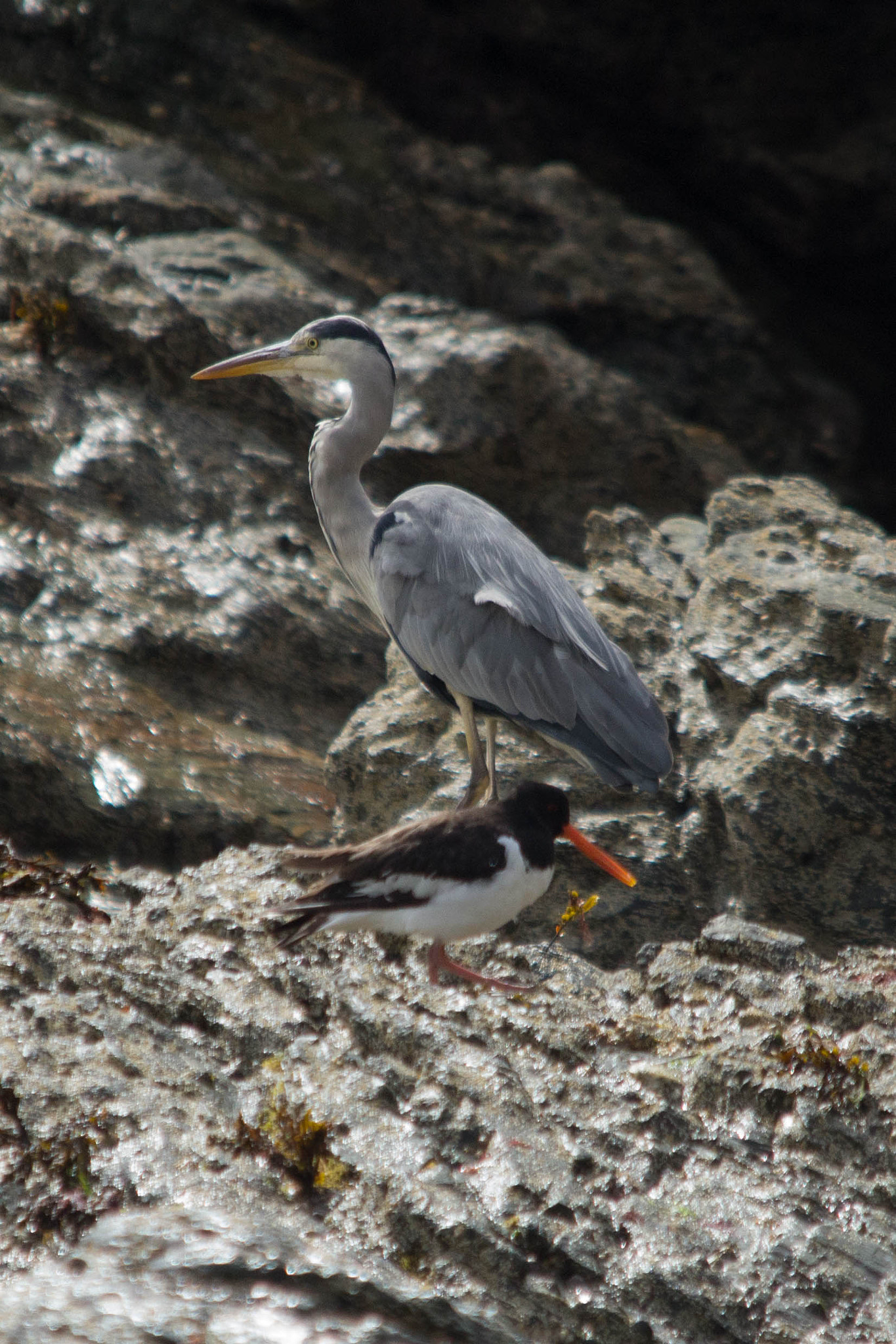 Sigma 150-500mm F5-6.3 DG OS HSM sample photo. Heron and oyster catcher photography