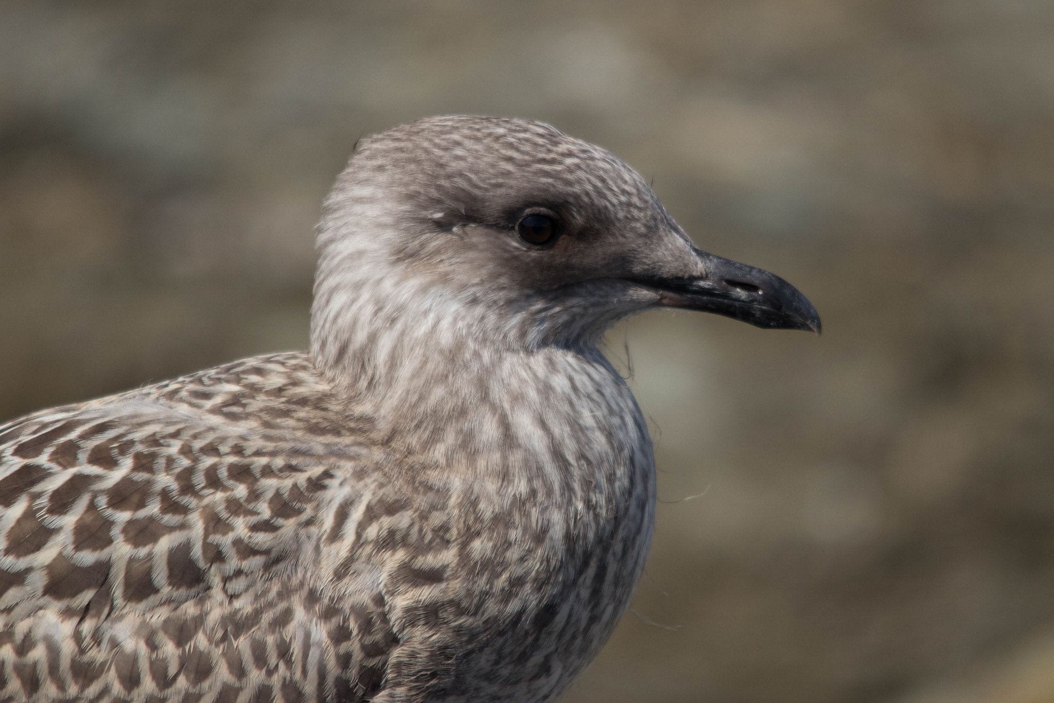 Sigma 150-500mm F5-6.3 DG OS HSM sample photo. Gull photography