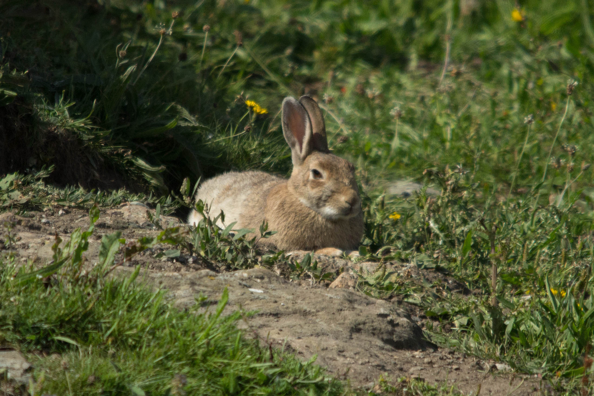 Sigma 150-500mm F5-6.3 DG OS HSM sample photo. Basking bunny photography