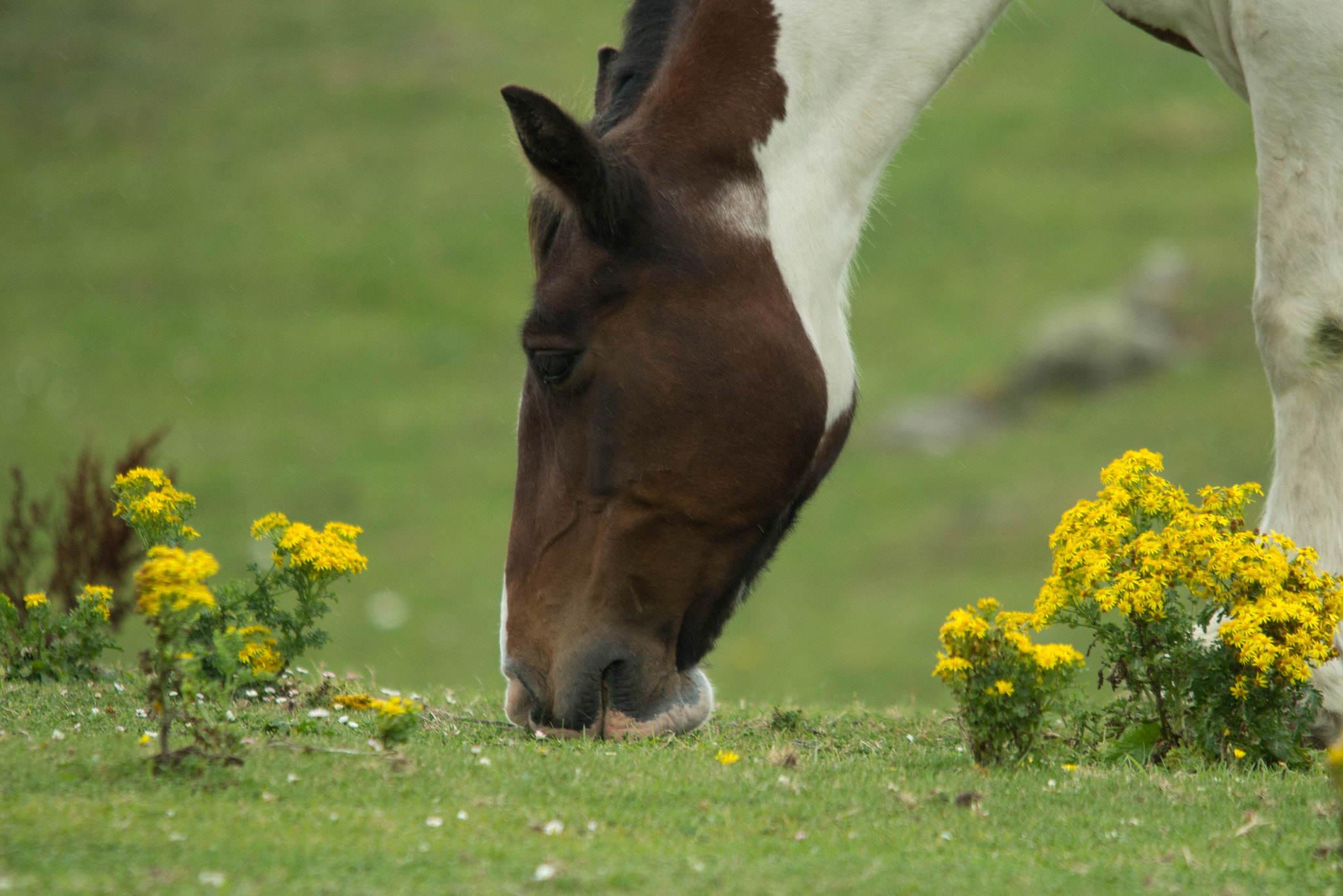 Sigma 150-500mm F5-6.3 DG OS HSM sample photo. Grazing photography