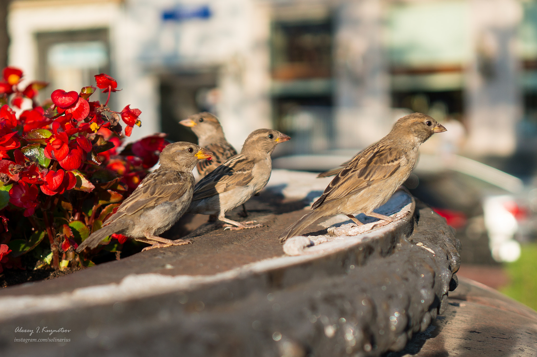 Sony Alpha NEX-5T + Sony E 35mm F1.8 OSS sample photo. Young street sparrows photography