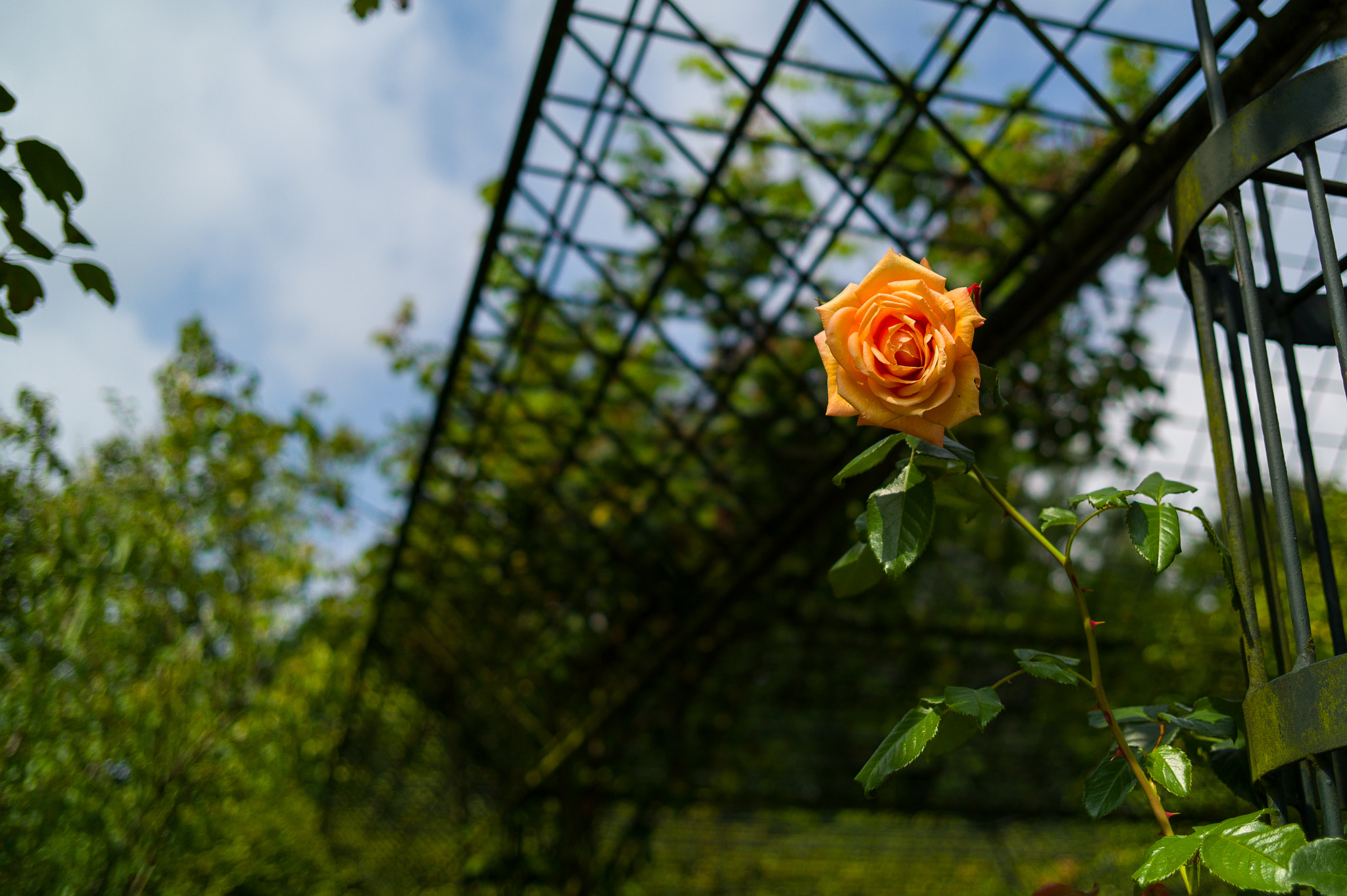 Leica M9 + Elmarit-M 28mm f/2.8 (IV) sample photo. Growing photography