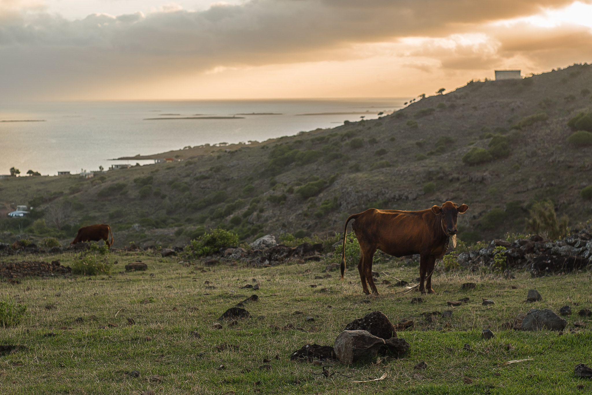 Sony a7S II + Sony DT 50mm F1.8 SAM sample photo. Cow at sunset - rodrigues photography