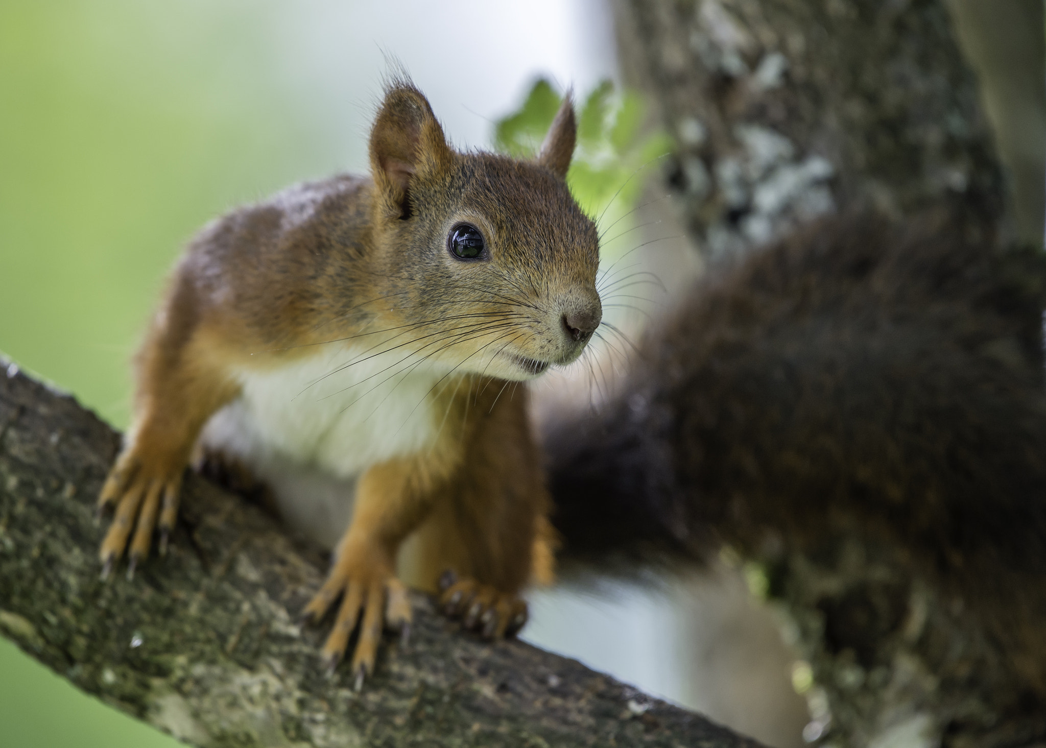 Nikon AF-S Nikkor 200-500mm F5.6E ED VR sample photo. Squirrel photography