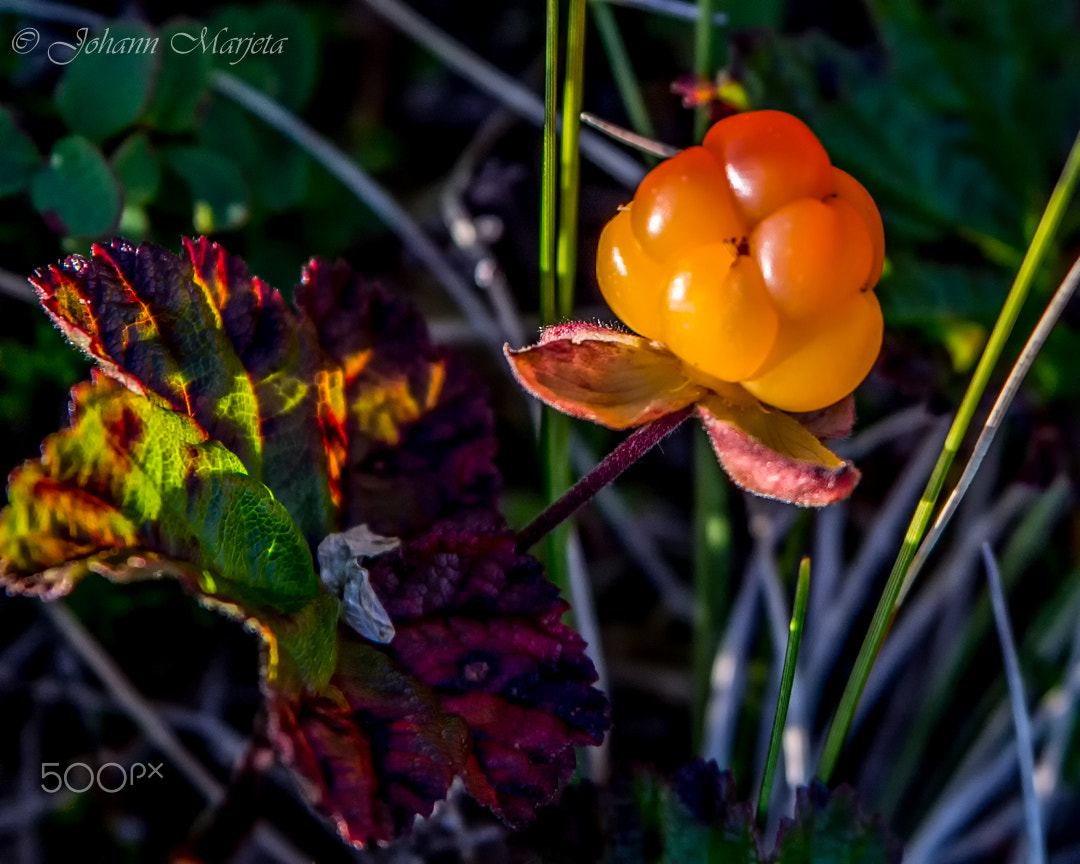 Tamron SP 70-200mm F2.8 Di VC USD sample photo. Cloudberry show off photography