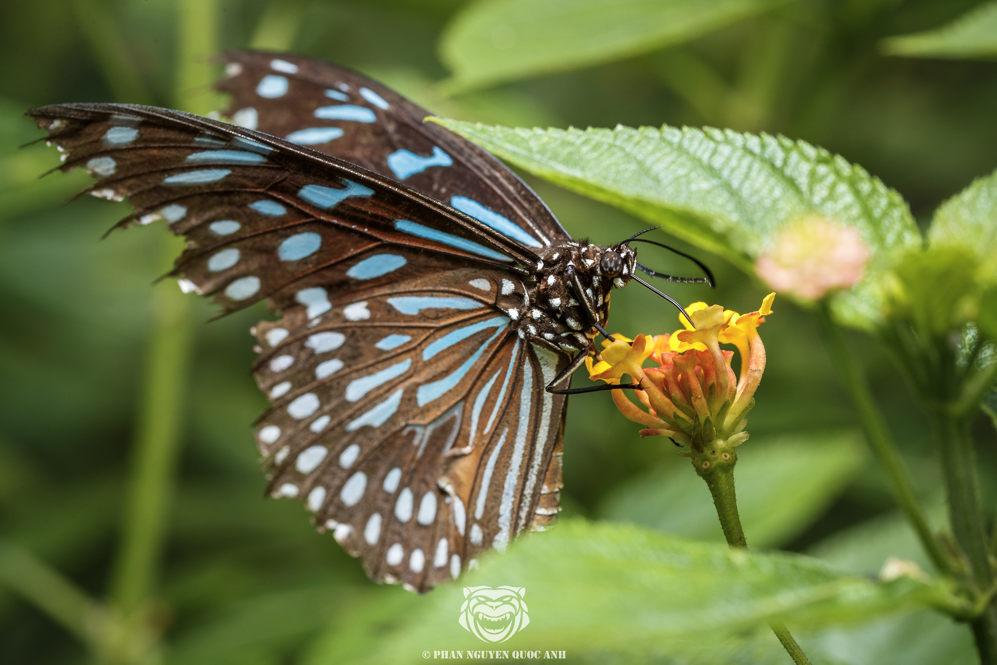 Canon EF 100mm F2.8L Macro IS USM sample photo. Butterfly photography