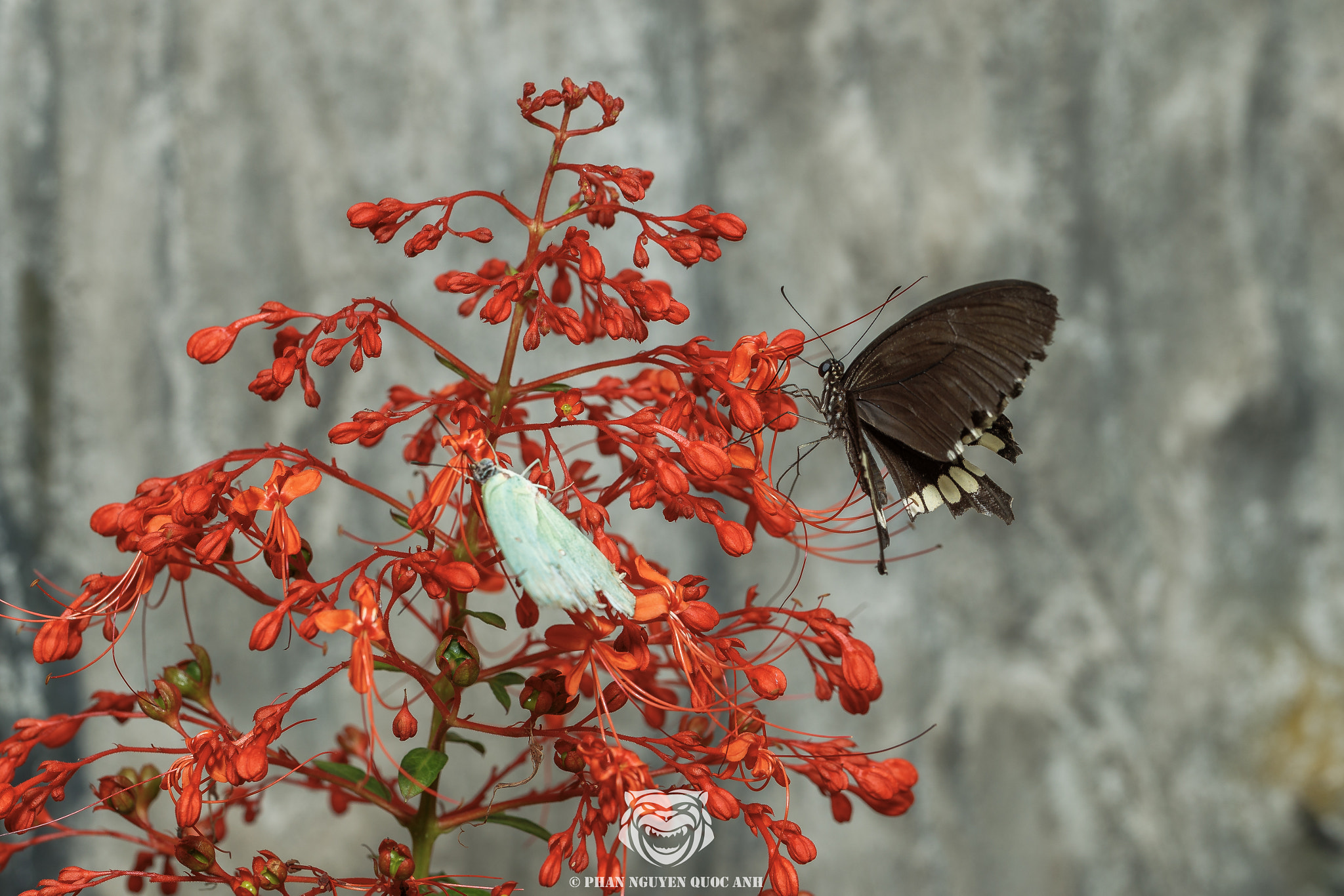 Canon EF 100mm F2.8L Macro IS USM sample photo. Butterfly photography