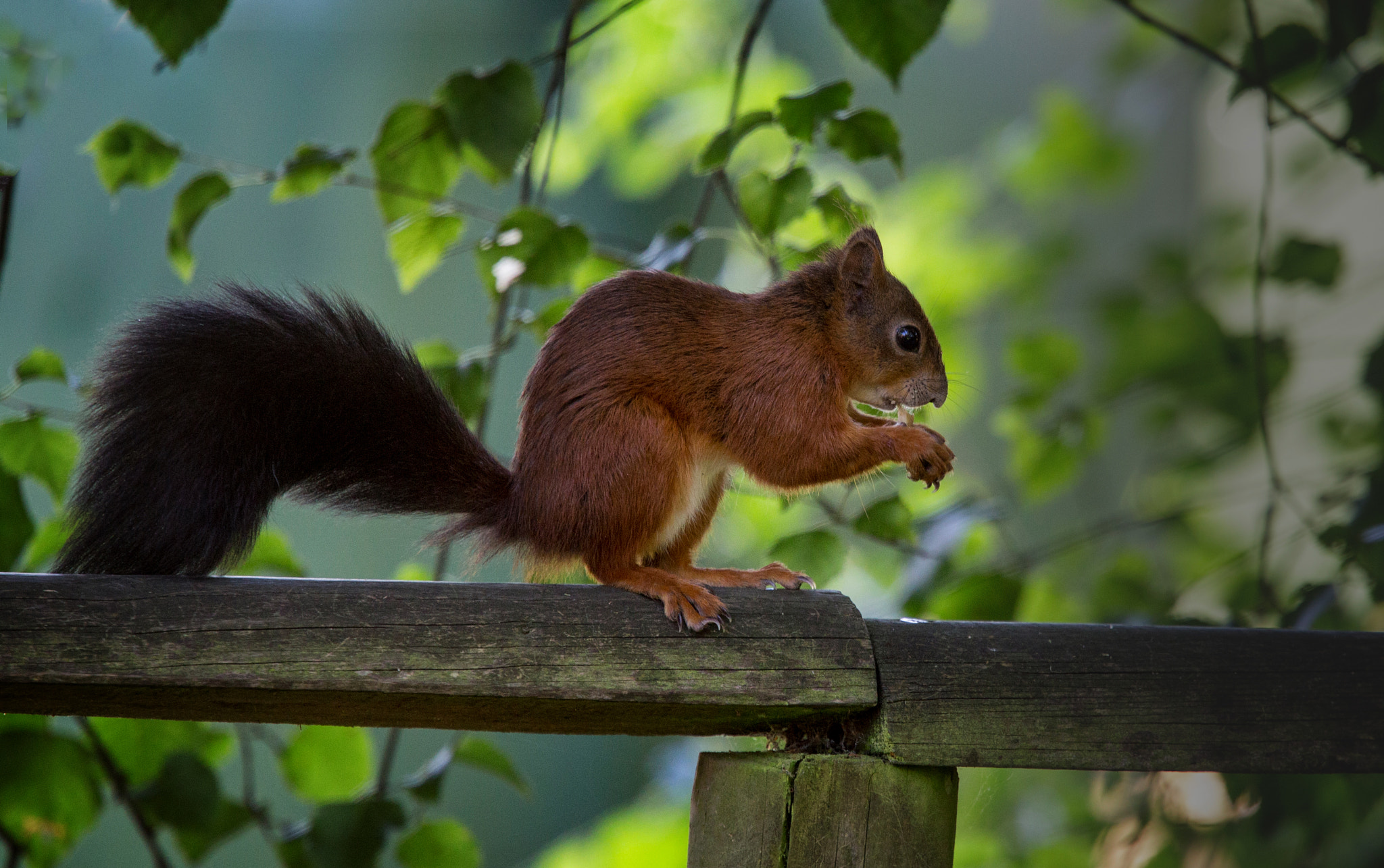 Canon EF 70-200mm F4L USM sample photo. Natives of britain photography
