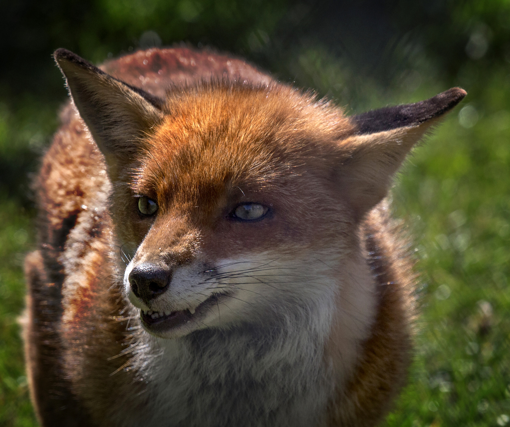 Canon EF 70-200mm F4L USM sample photo. Natives of britain photography