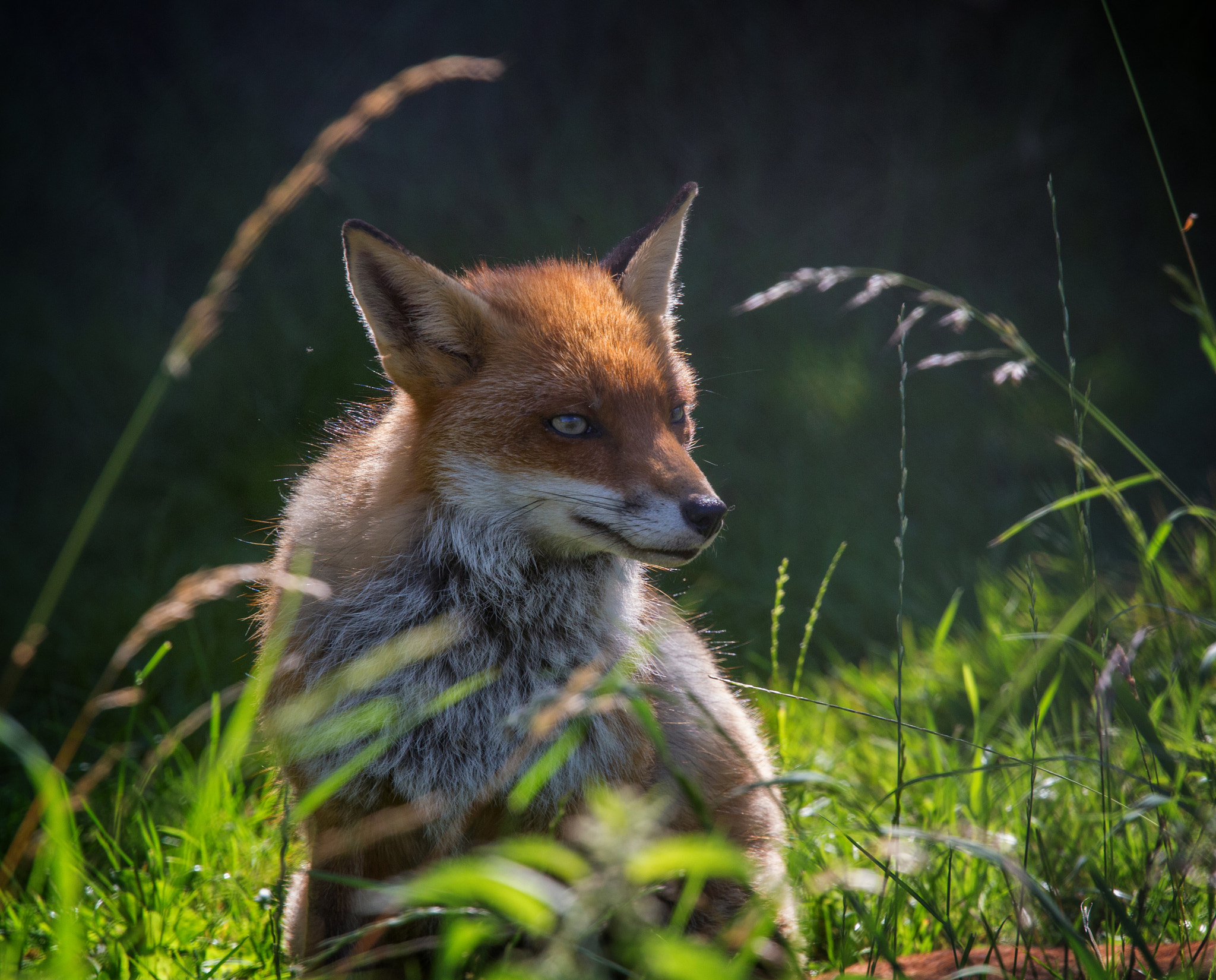 Canon EF 70-200mm F4L USM sample photo. Natives of britain photography