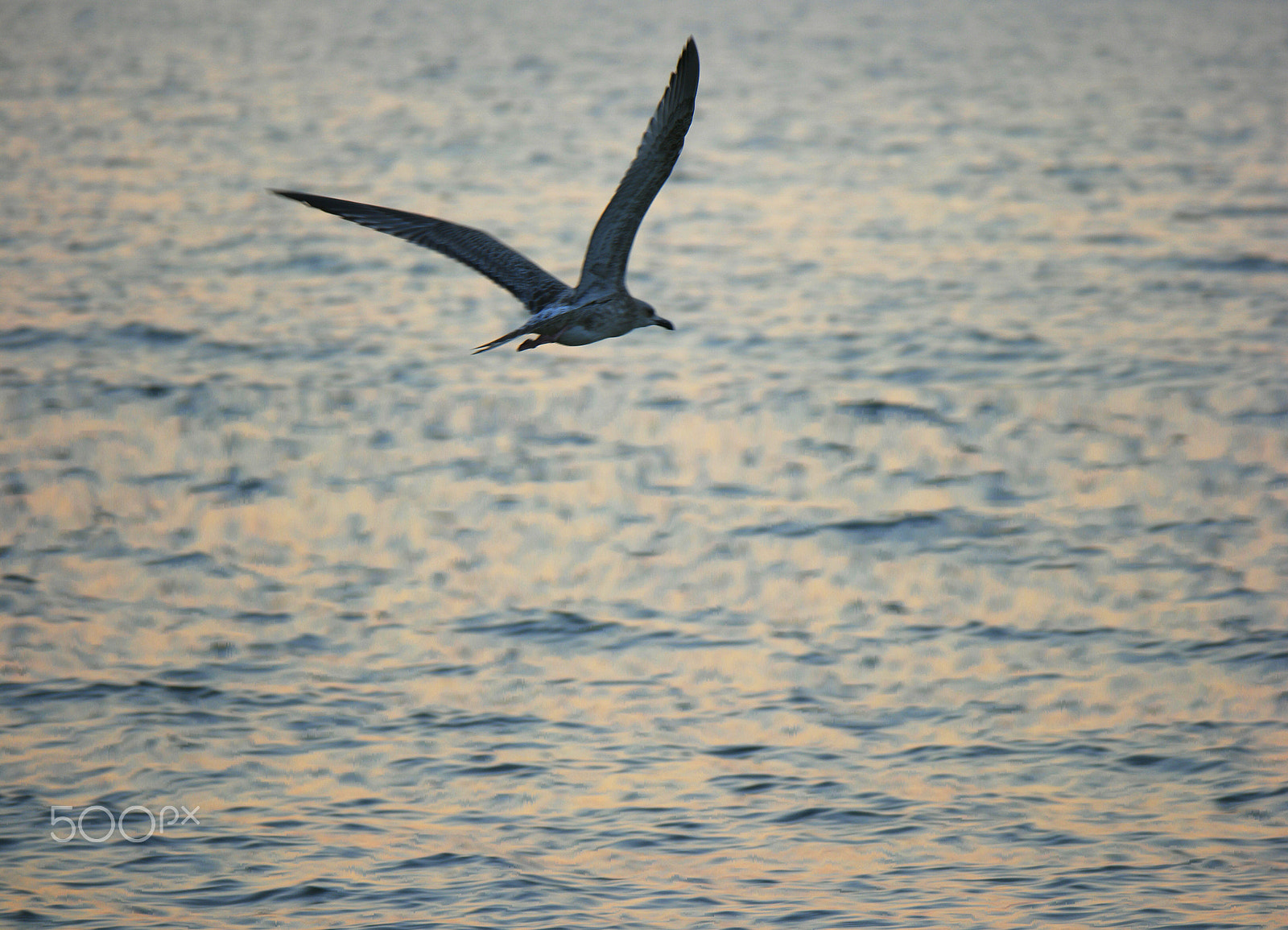 Samsung NX500 + NX 50-200mm F4-5.6 sample photo. Seagull in front of sunset water surface. photography