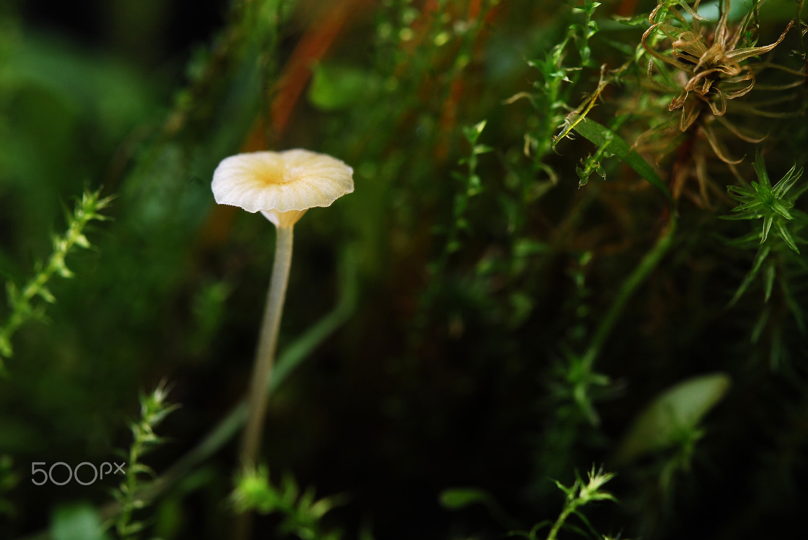 Nikon D80 sample photo. Mysterious mushroom photography